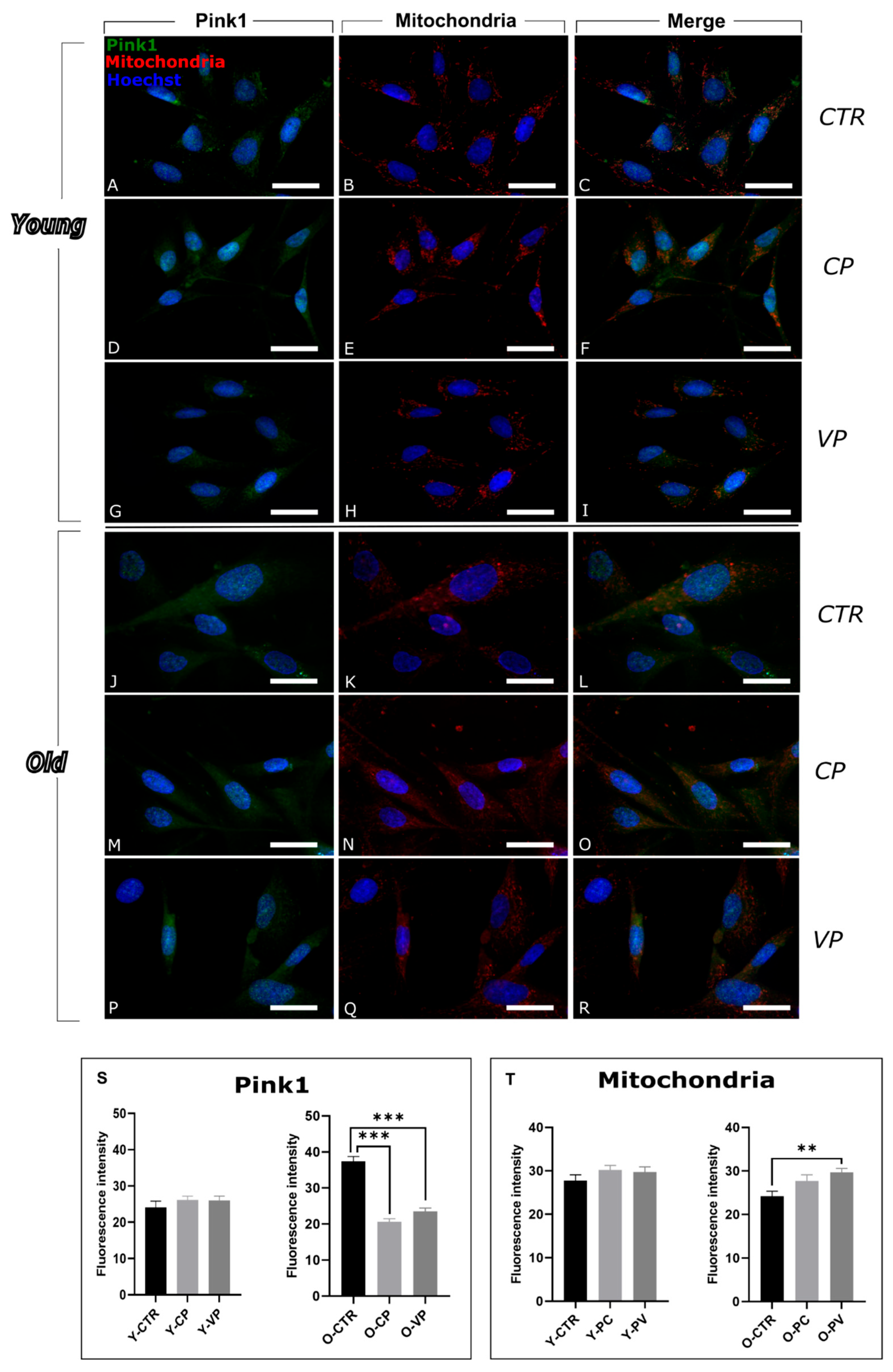 Nutrients 17 02147 g004