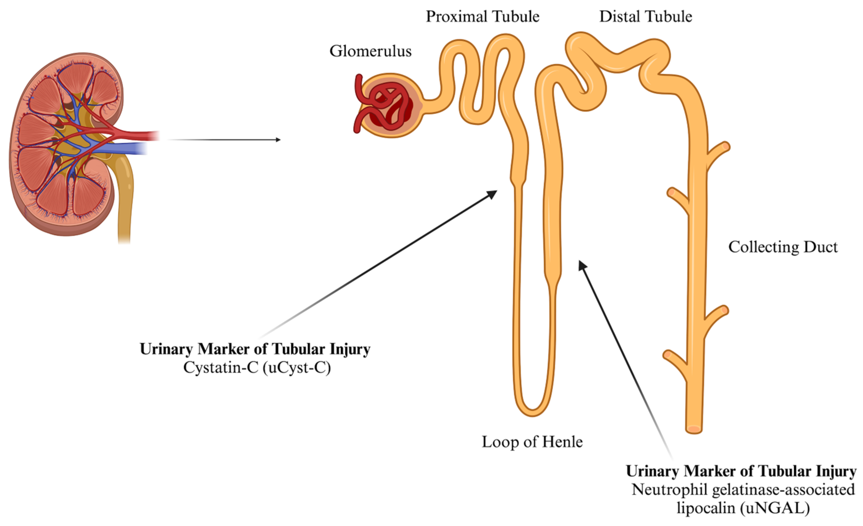 Nutrients 17 02185 g001 Nutrients 17 02185 g001