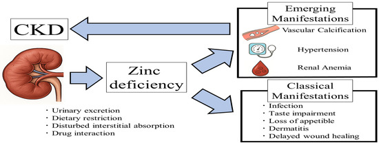 zinc bioavailability and l-carnitine | Linus Pauling Institute Zinc Picolinate