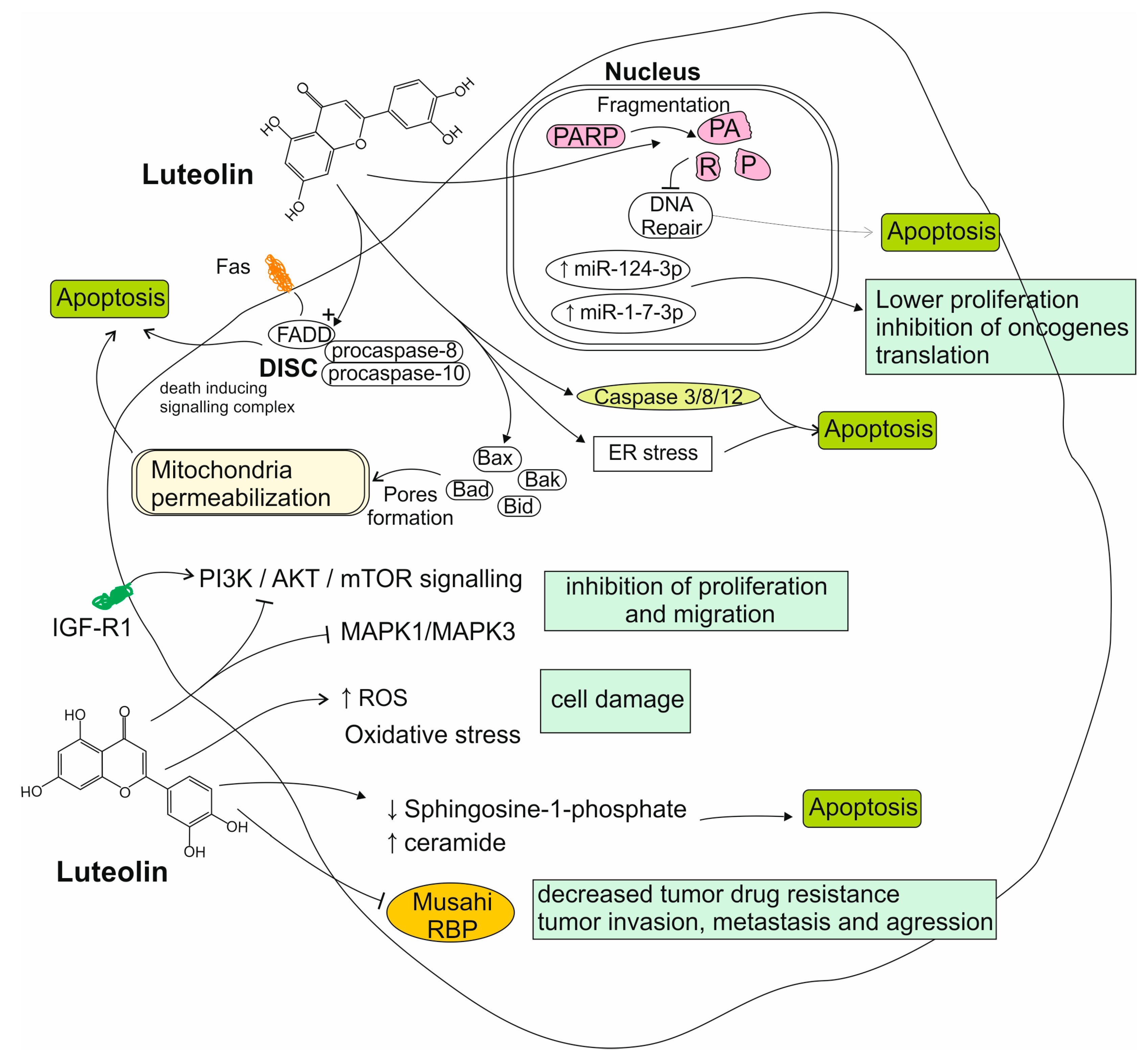 Nutrients 17 02202 g001