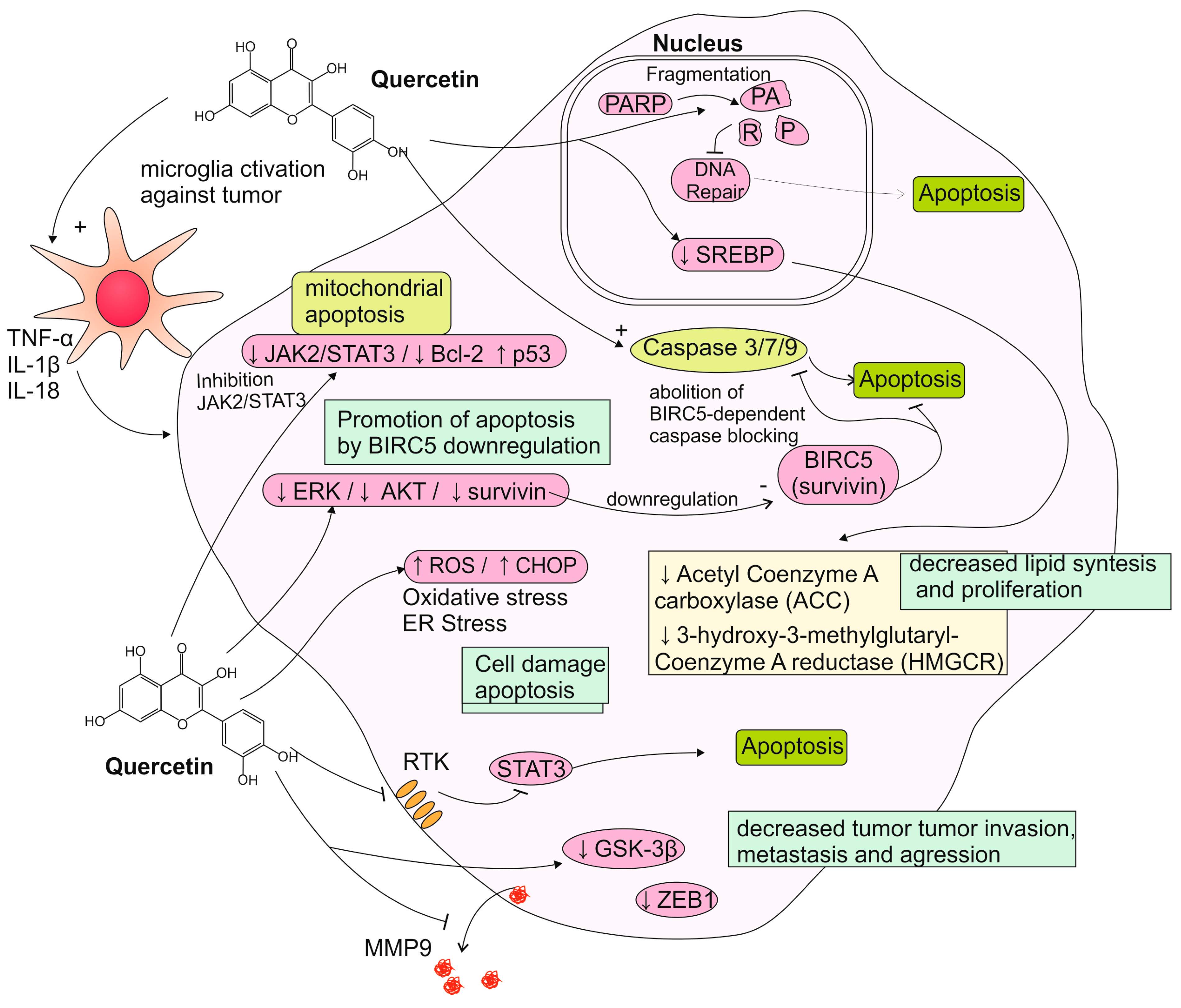 Nutrients 17 02202 g002