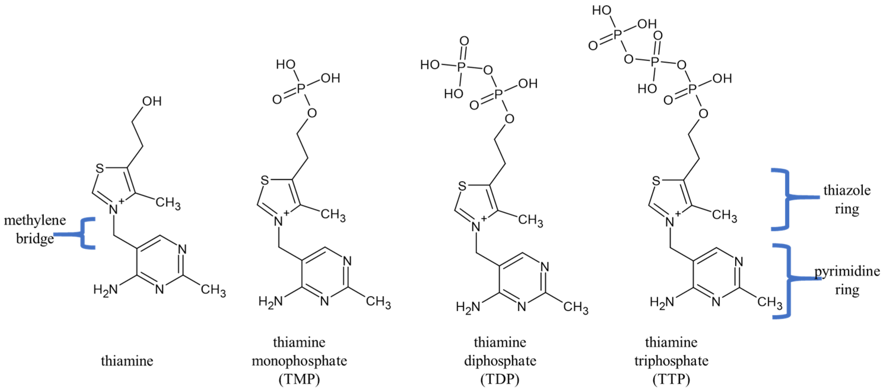 Nutrients 17 02206 g001