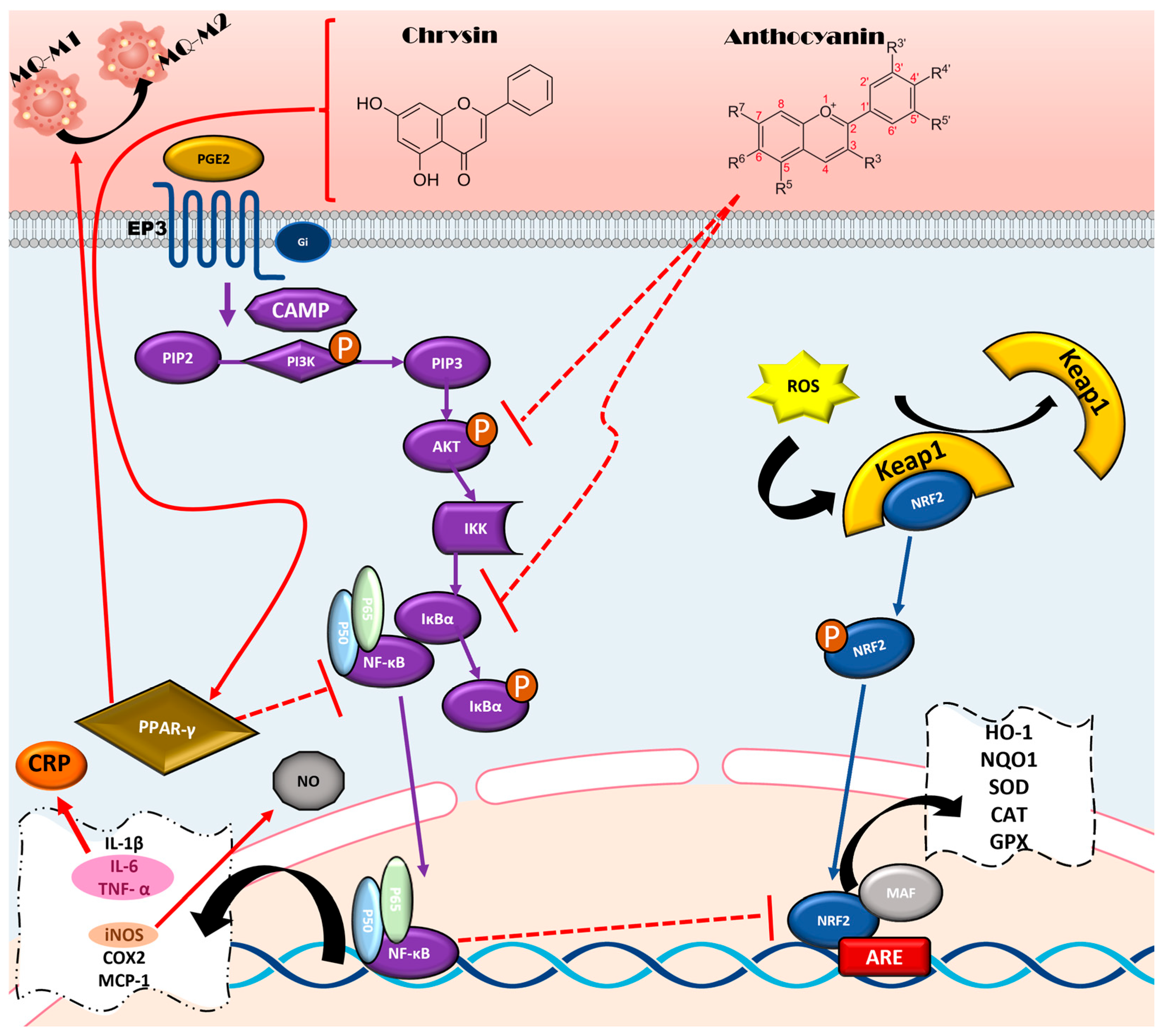 Nutrients 17 02303 g001