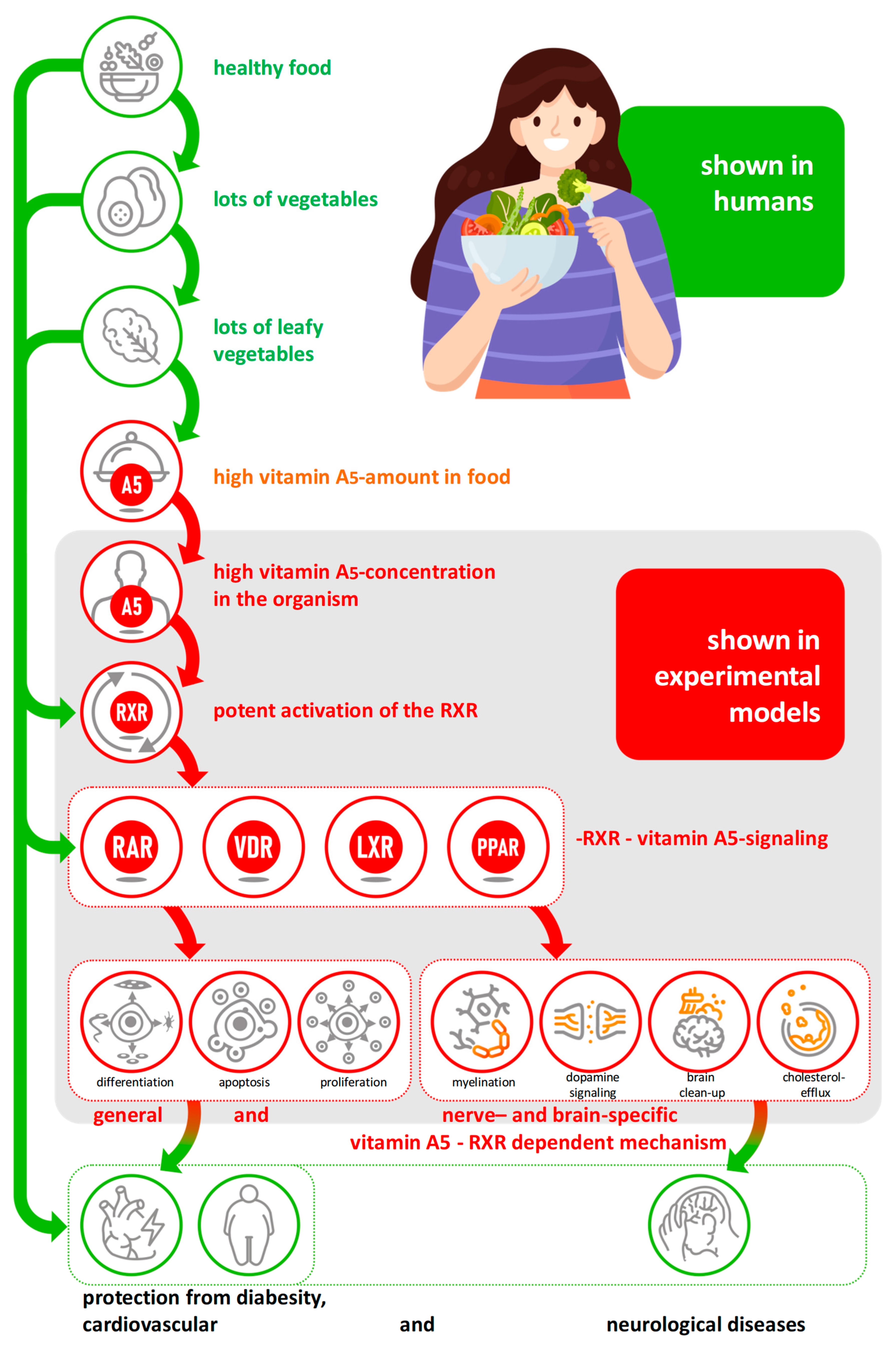 Nutrients 17 02317 g007