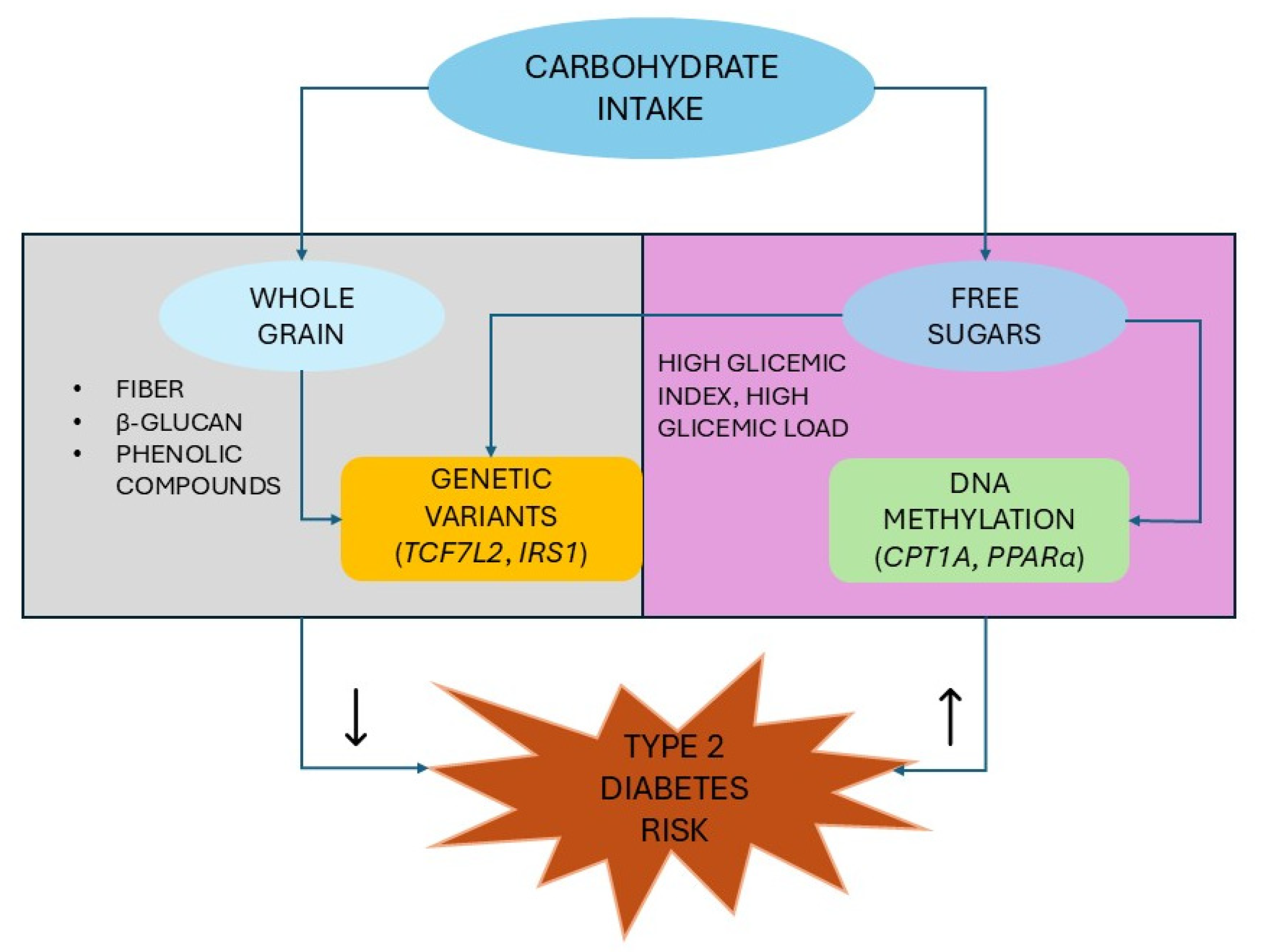 The Complex Gene–Carbohydrate Interaction in Type 2 Diabetes