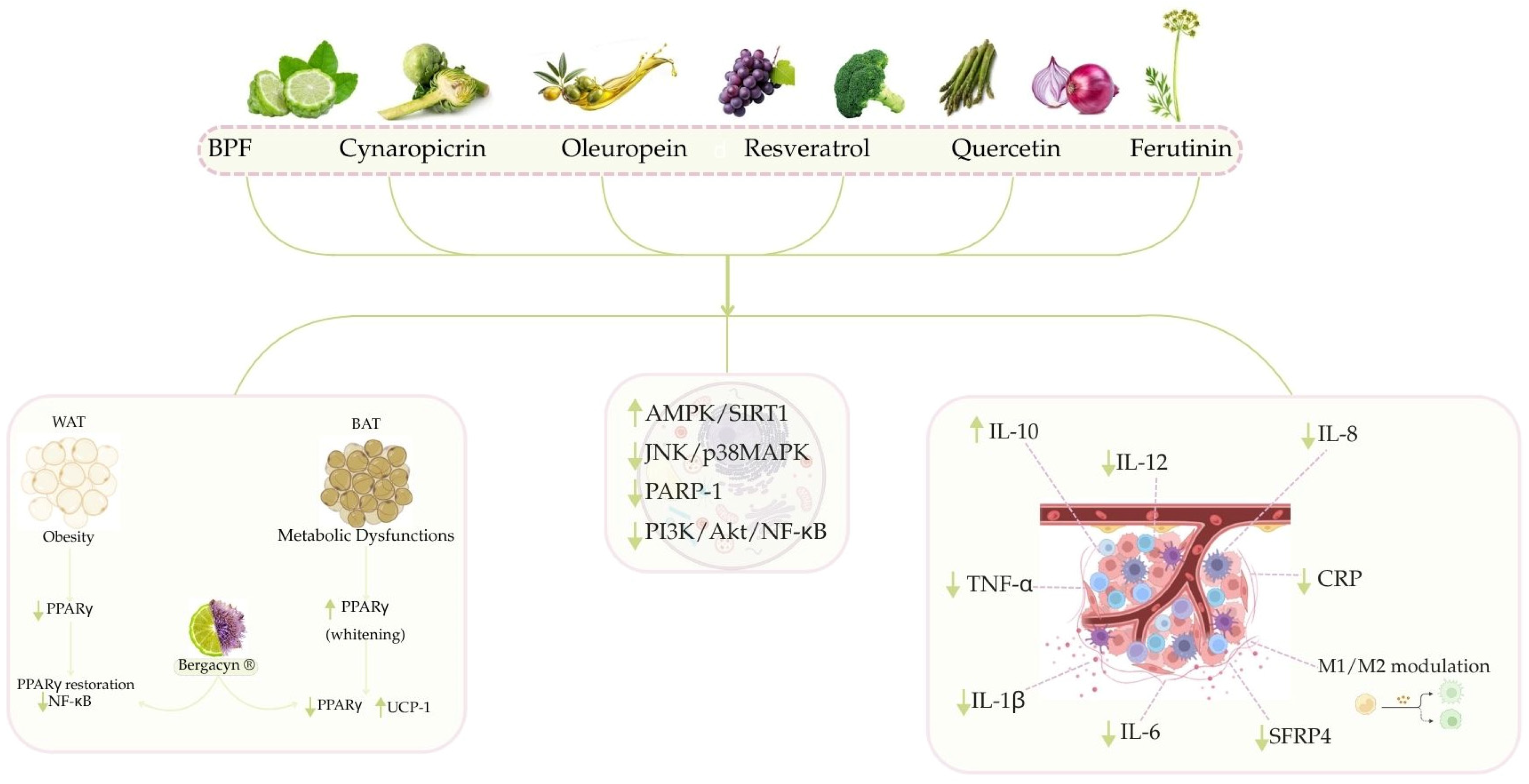 Nutrients 17 02354 g002