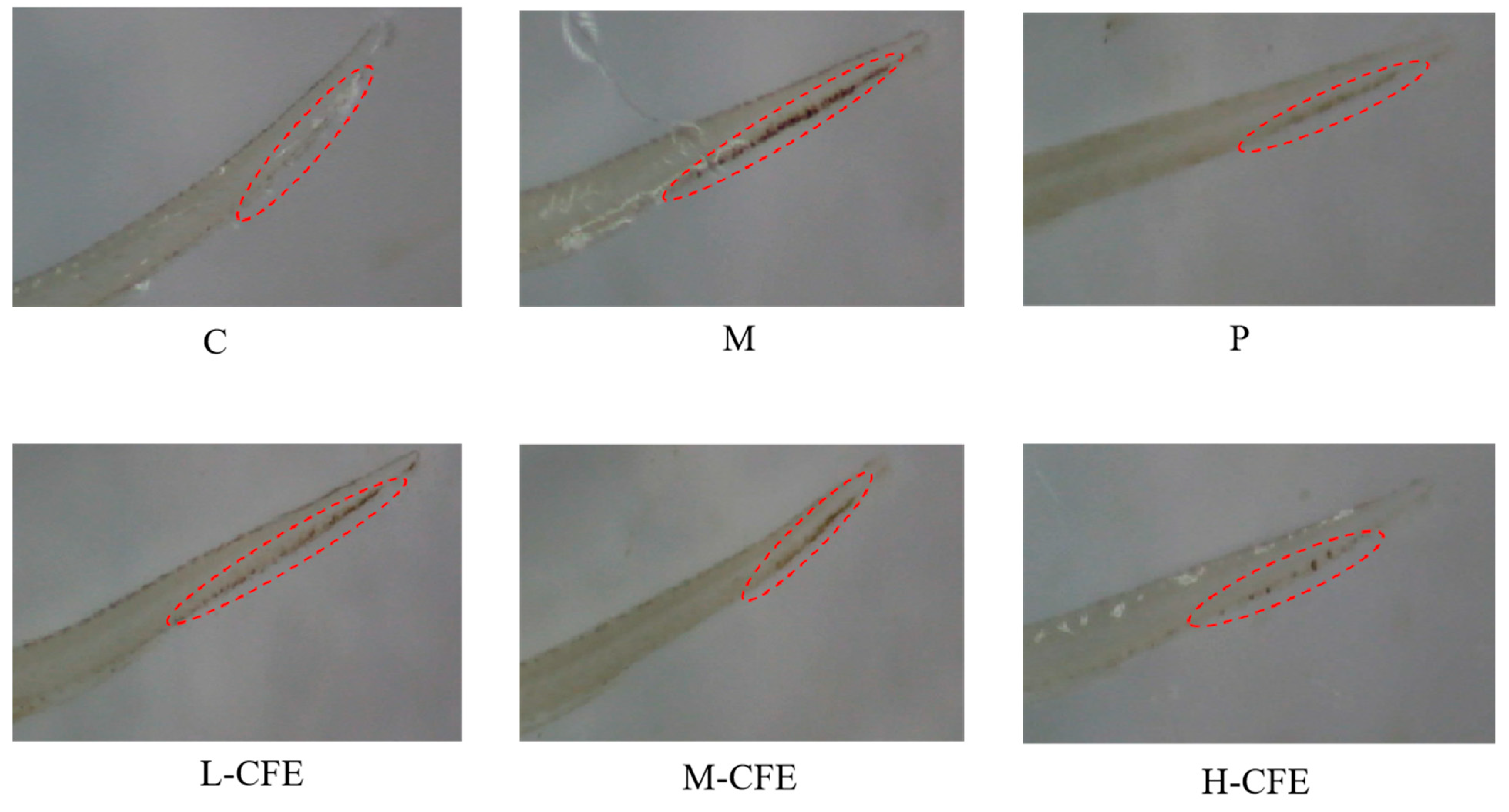 Nutrients 17 02358 g003
