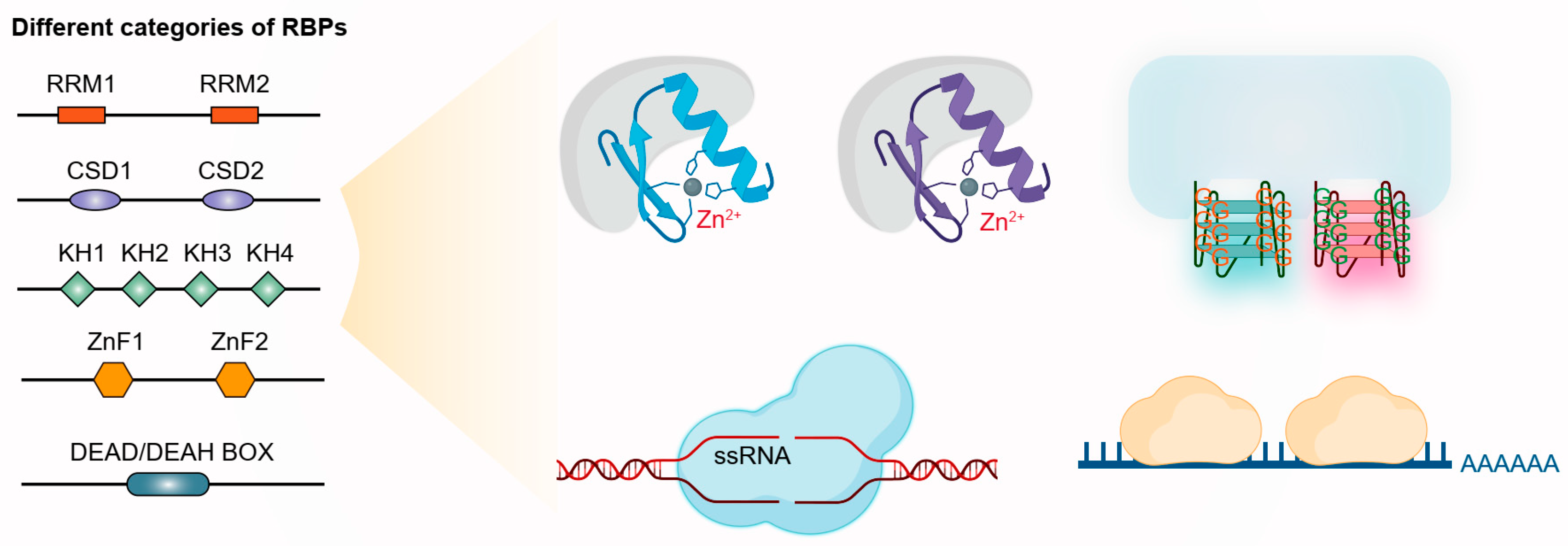 Nutrients 17 02367 g001