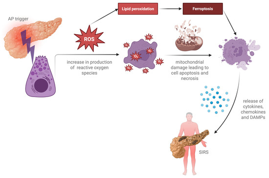 Targeting Oxidative Stress in Acute Pancreatitis: A Critical
