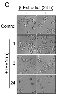 Nutrients 17 02402 i001