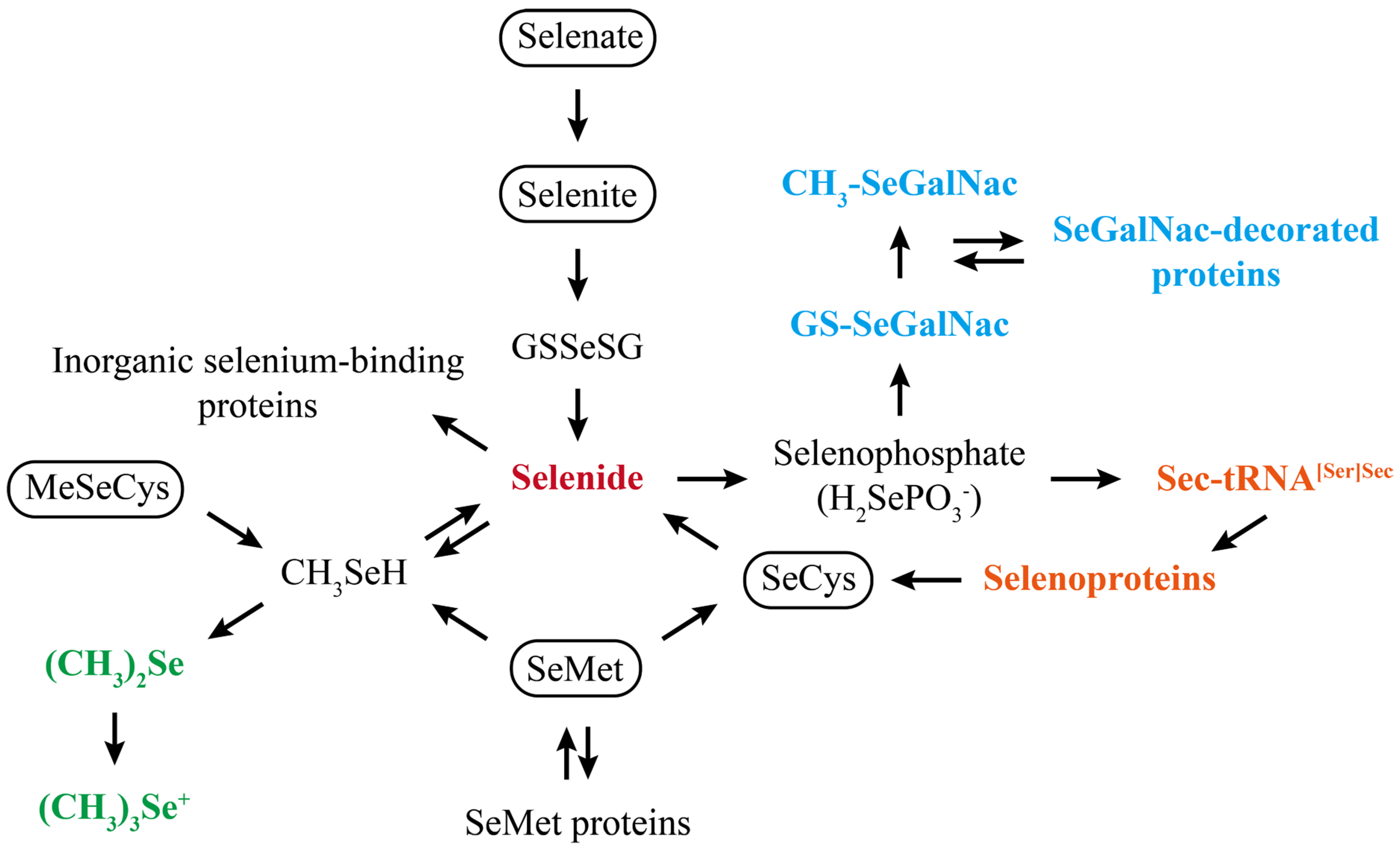 Nutrients 17 02484 g002
