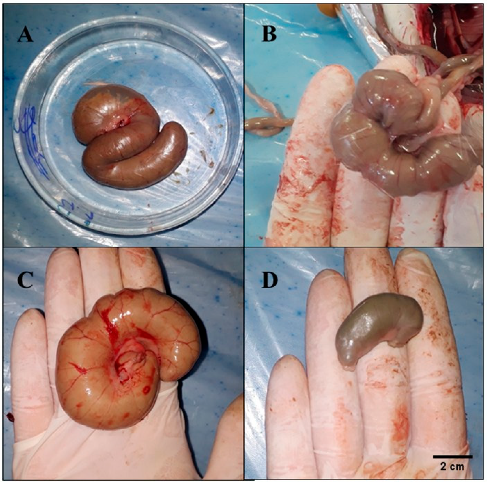 Nutrients 17 02493 g002