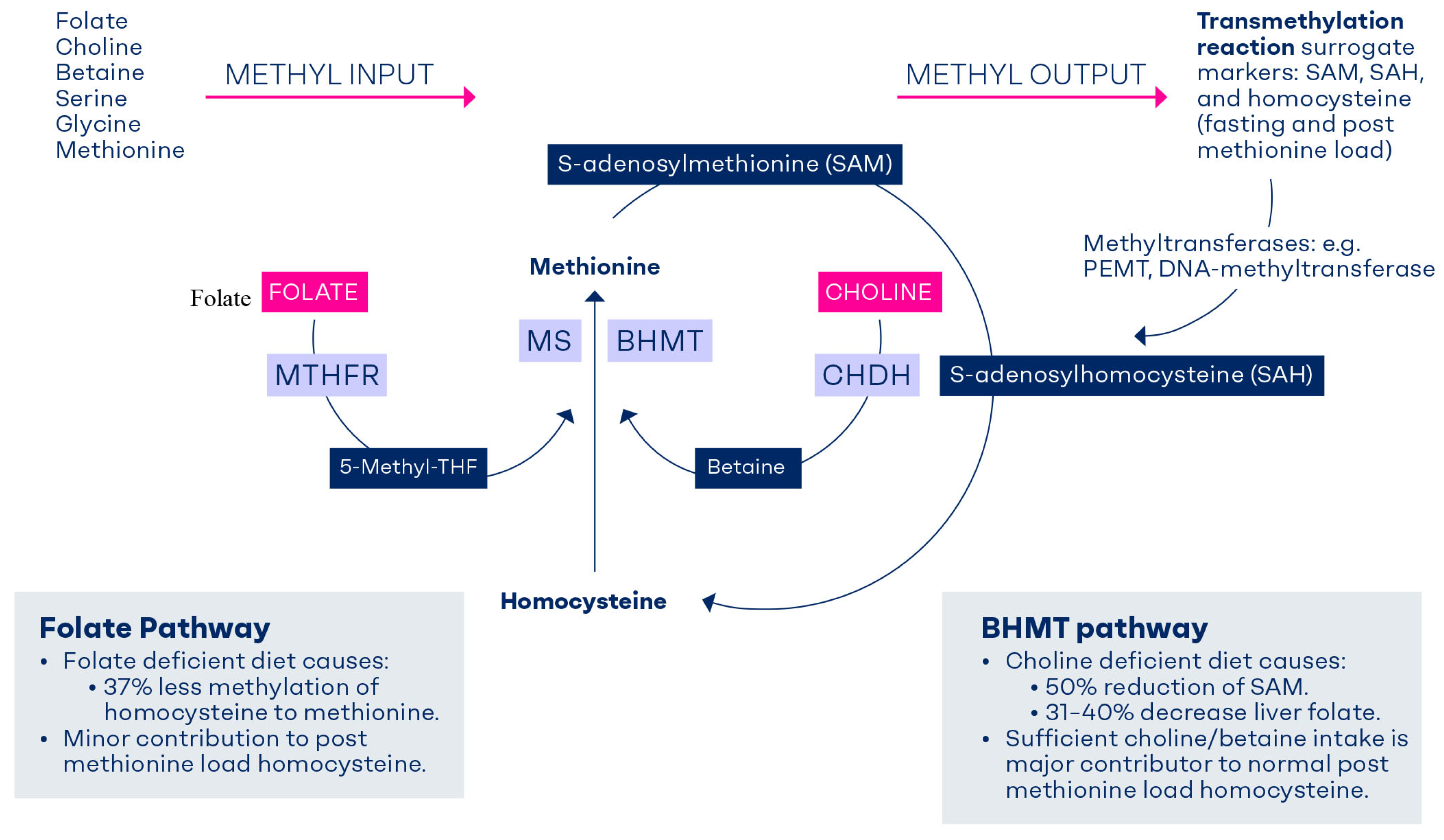 Nutrients 17 02495 g001