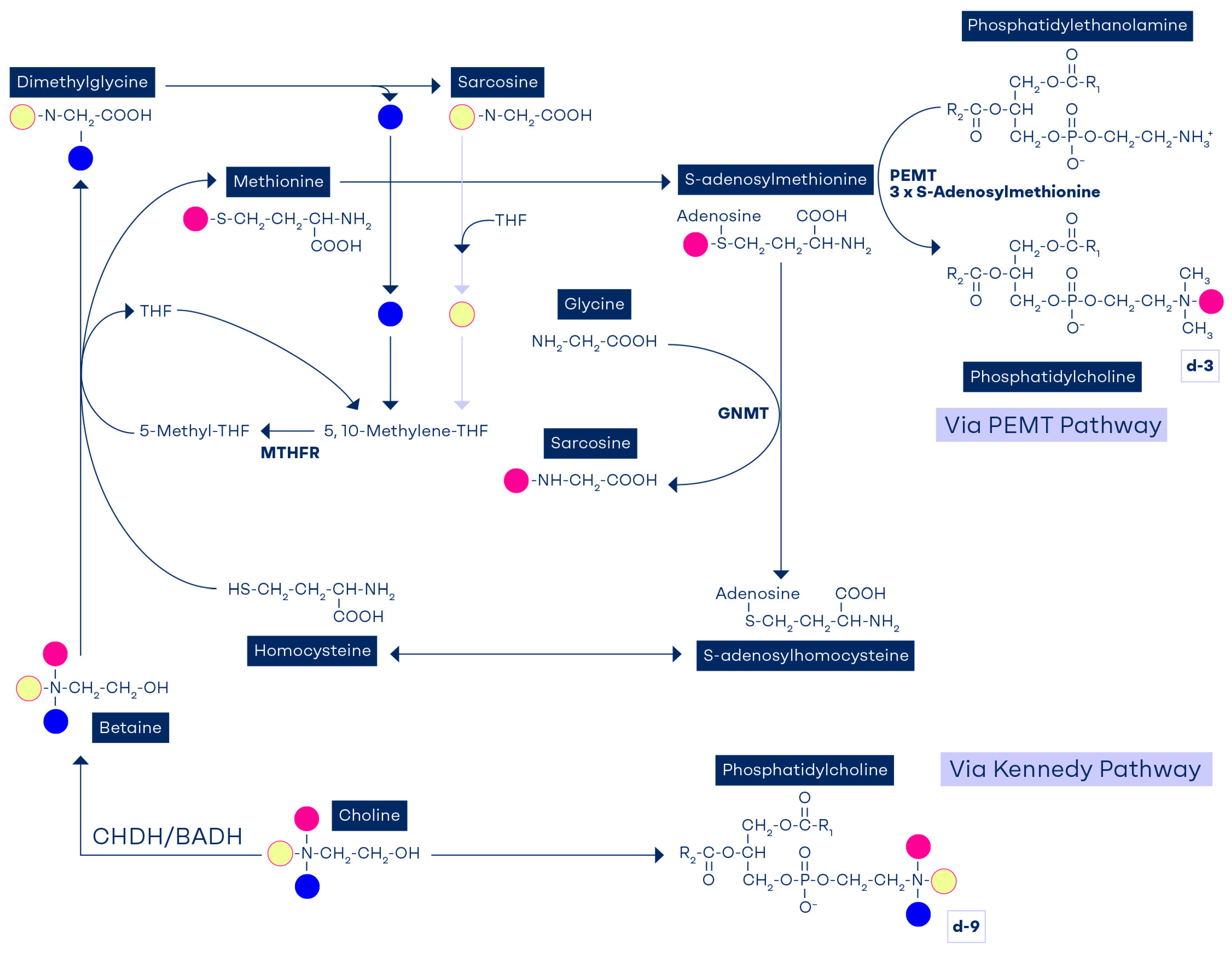 Nutrients 17 02495 g002