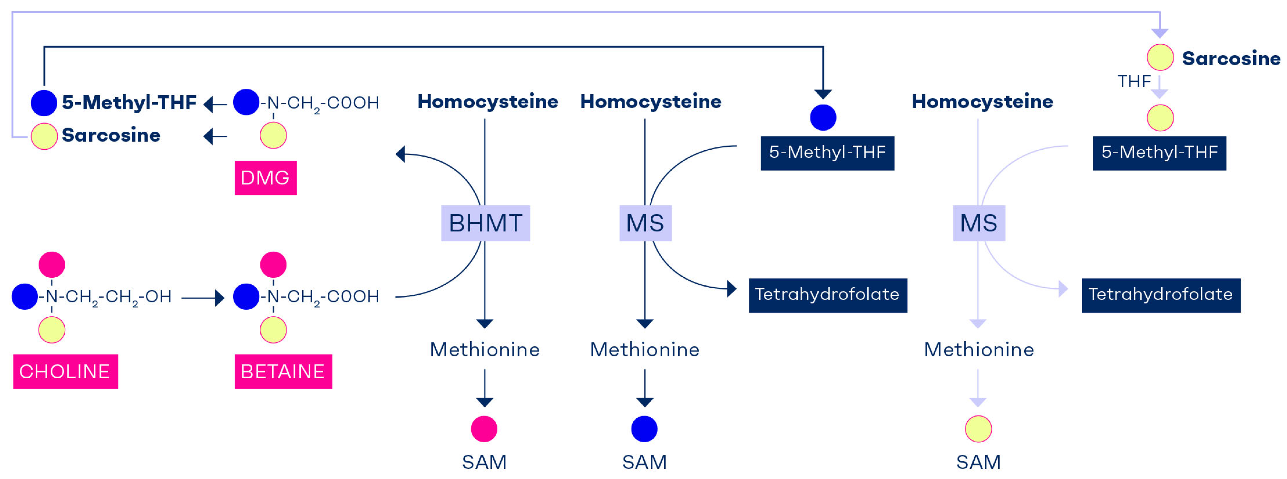 Nutrients 17 02495 g003