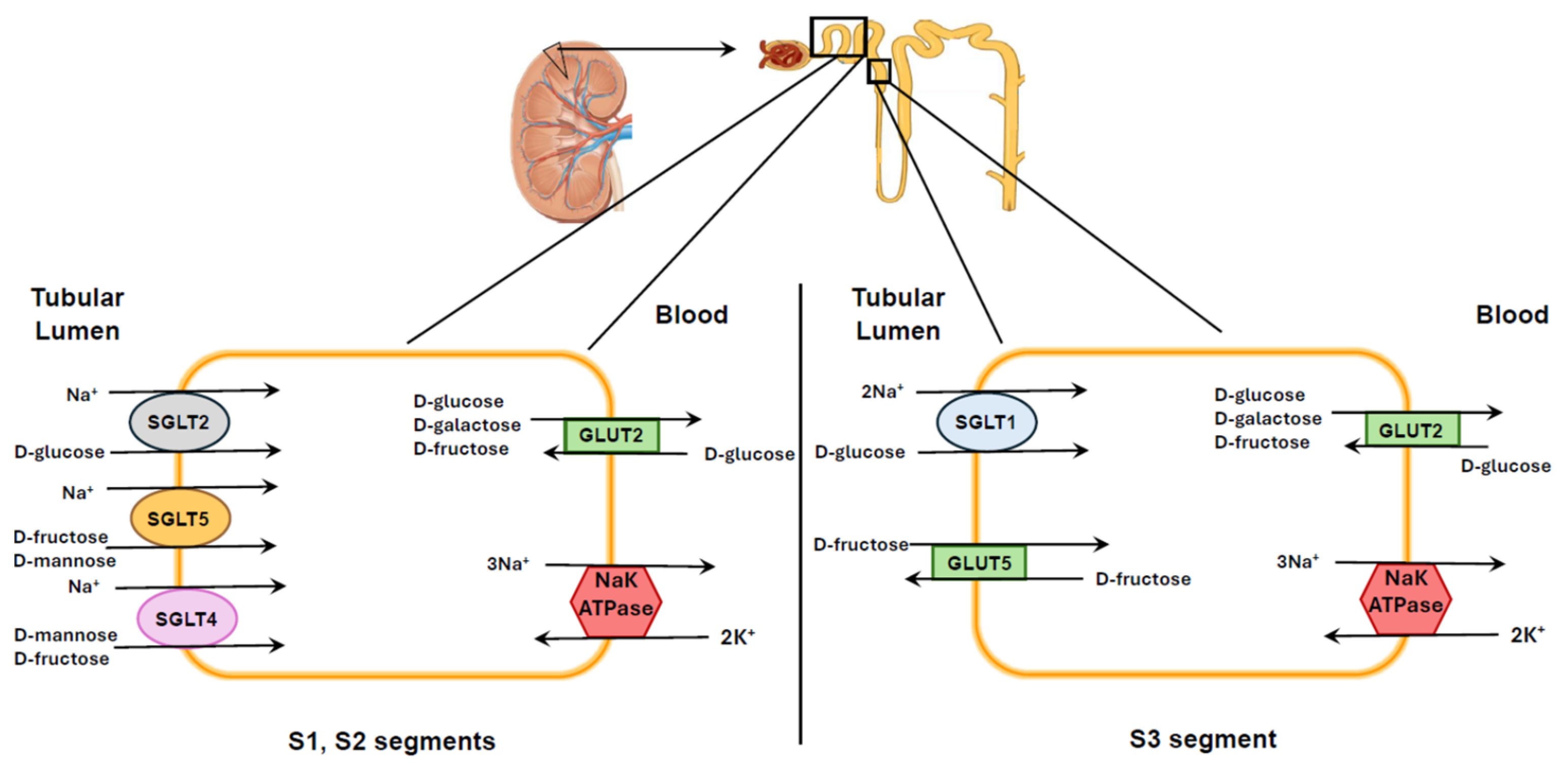 Nutrients 17 02511 g005