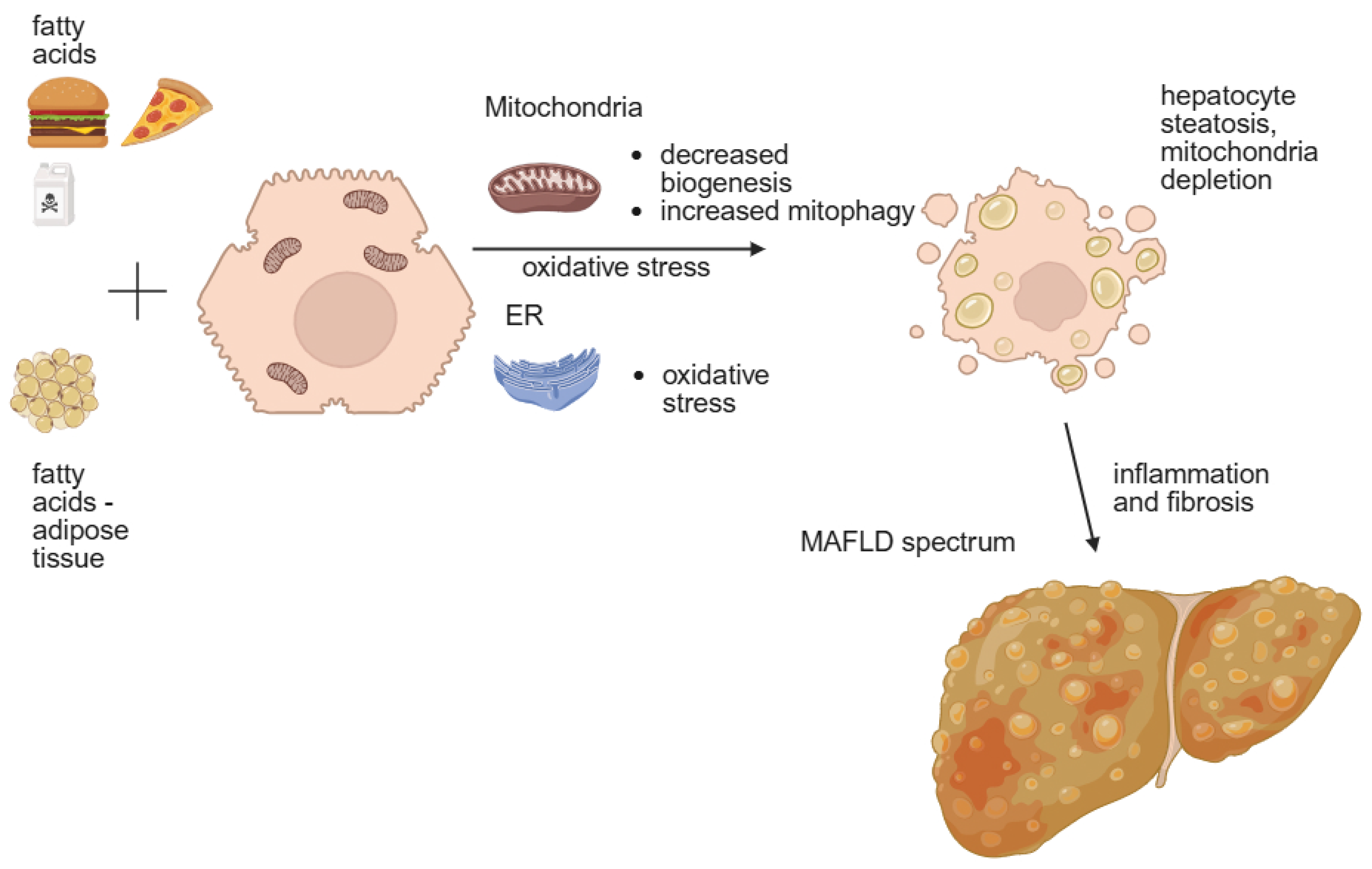 Nutrients 17 02532 g001