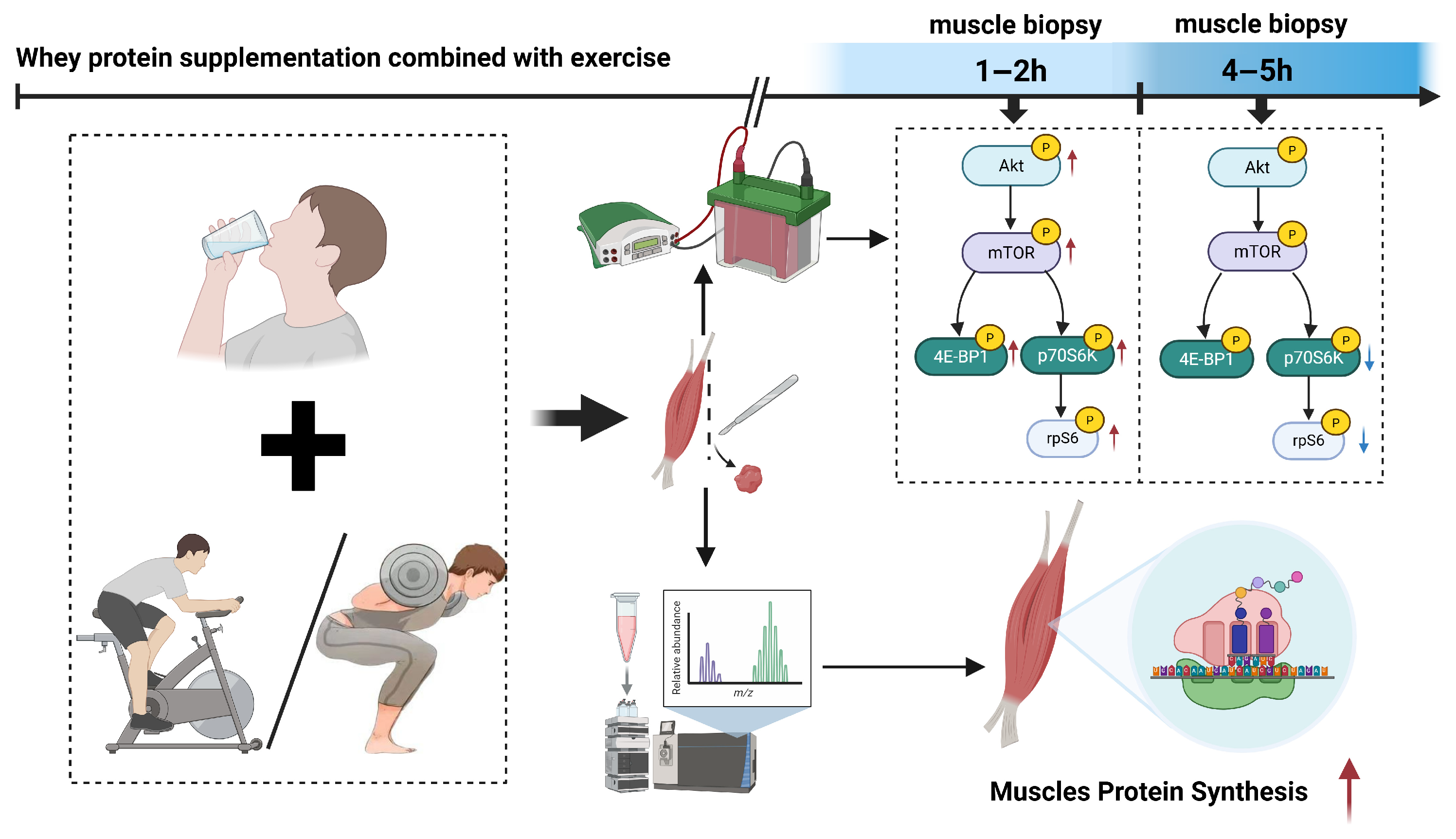 Nutrients 17 02579 g009 Nutrients 17 02579 g009