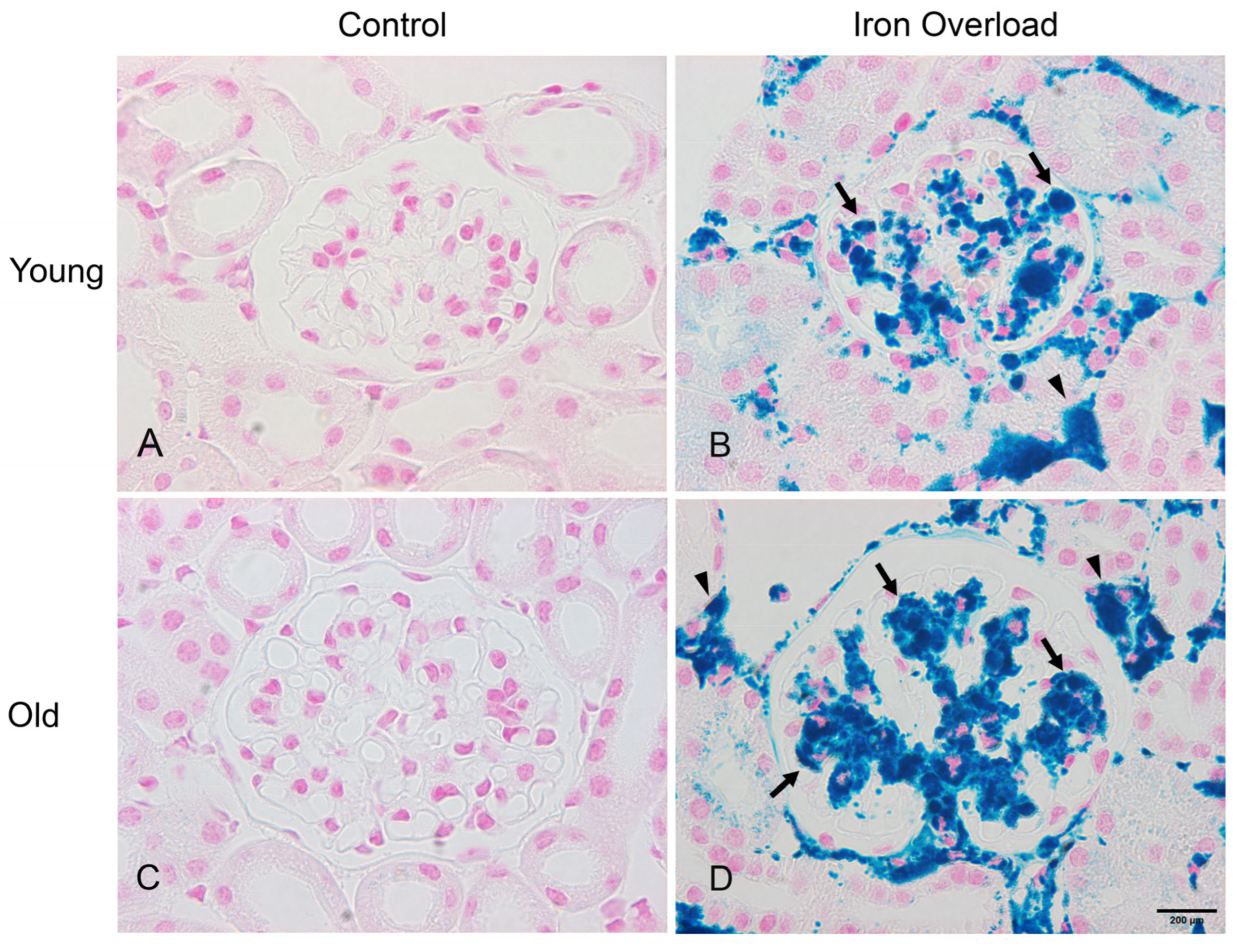 Nutrients 17 02580 g003