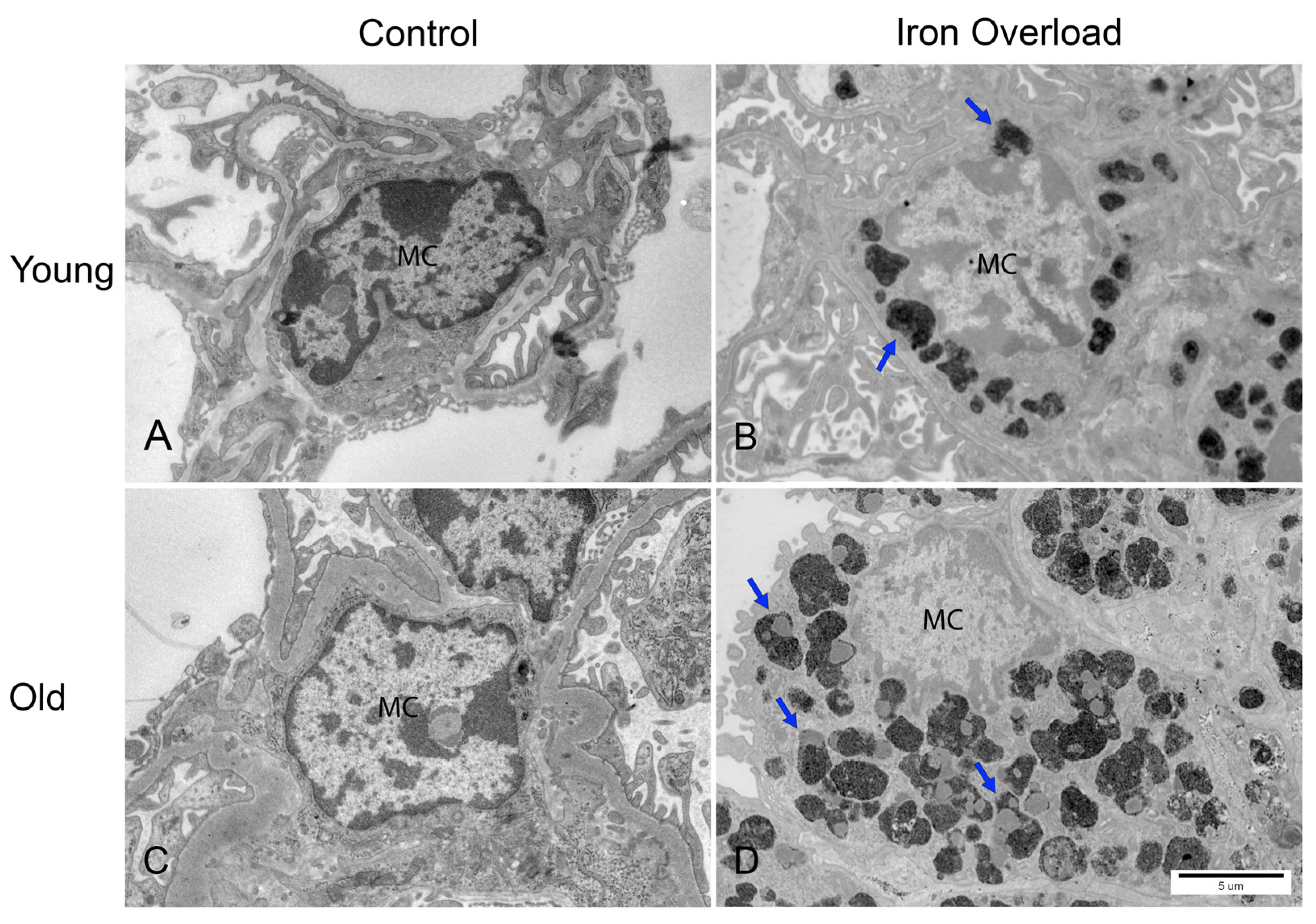 Nutrients 17 02580 g005
