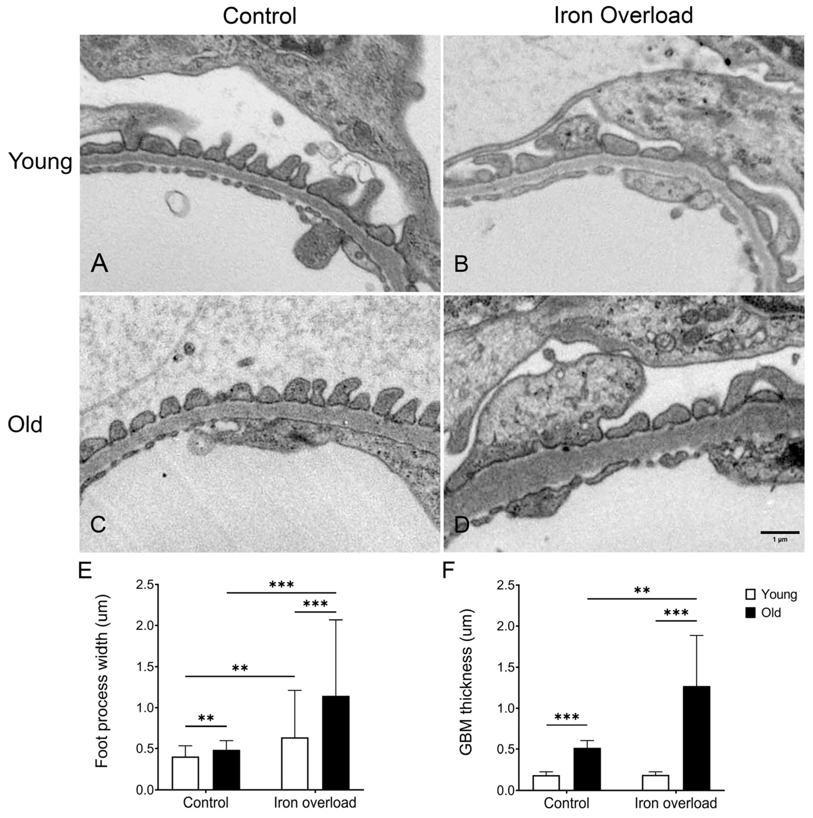 Nutrients 17 02580 g007