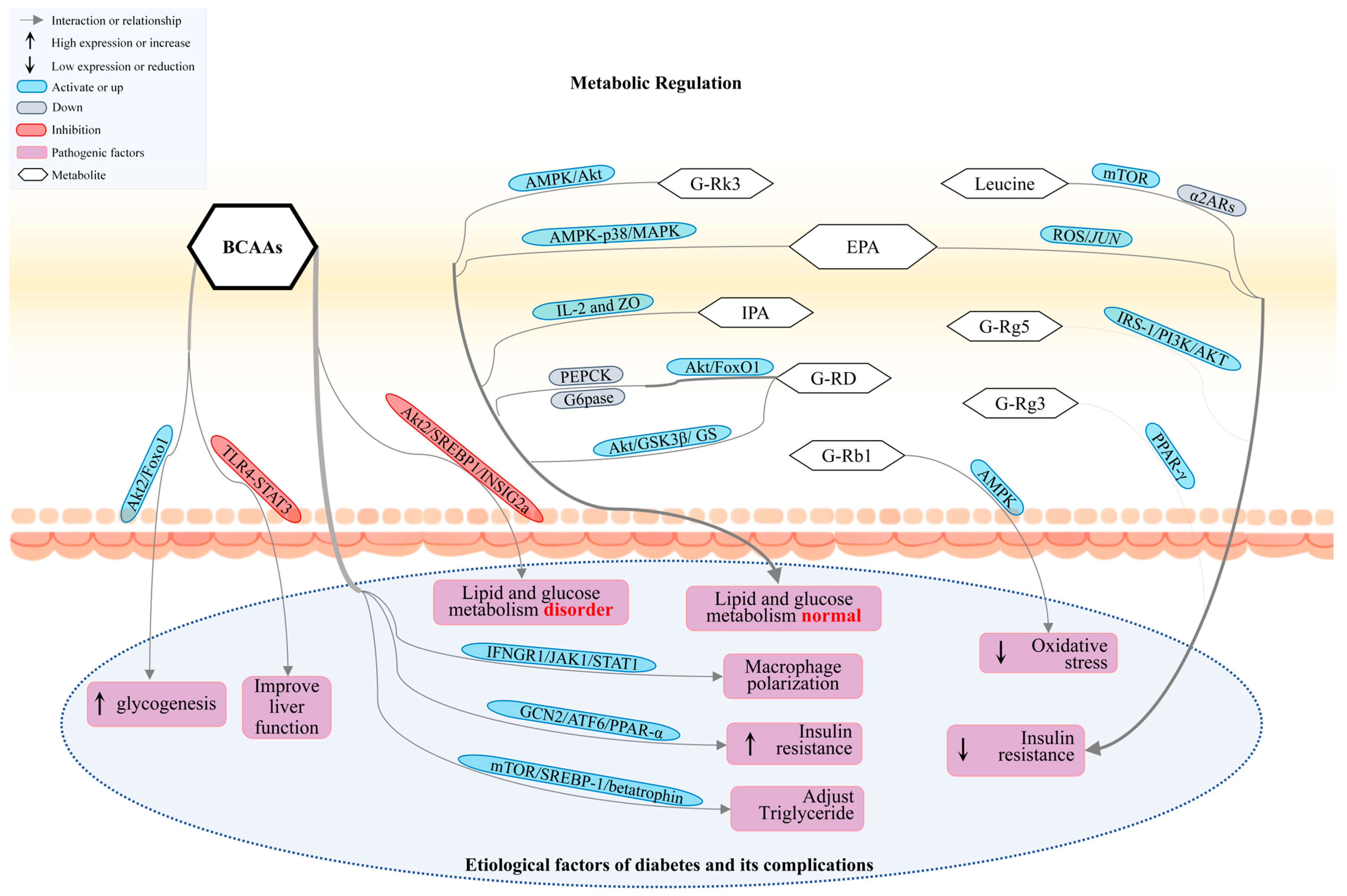 Nutrients 17 02603 g003 Nutrients 17 02603 g003