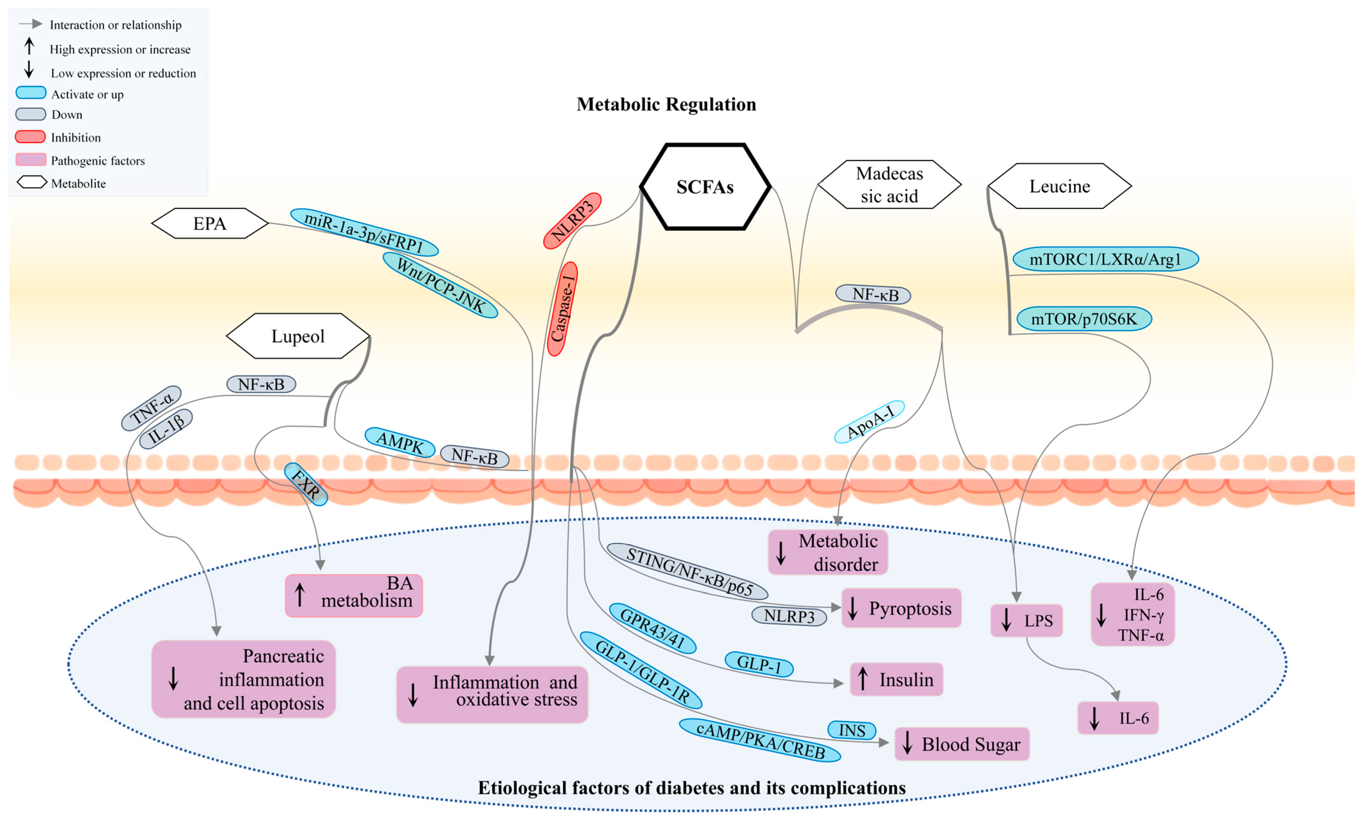 Nutrients 17 02603 g004 Nutrients 17 02603 g004