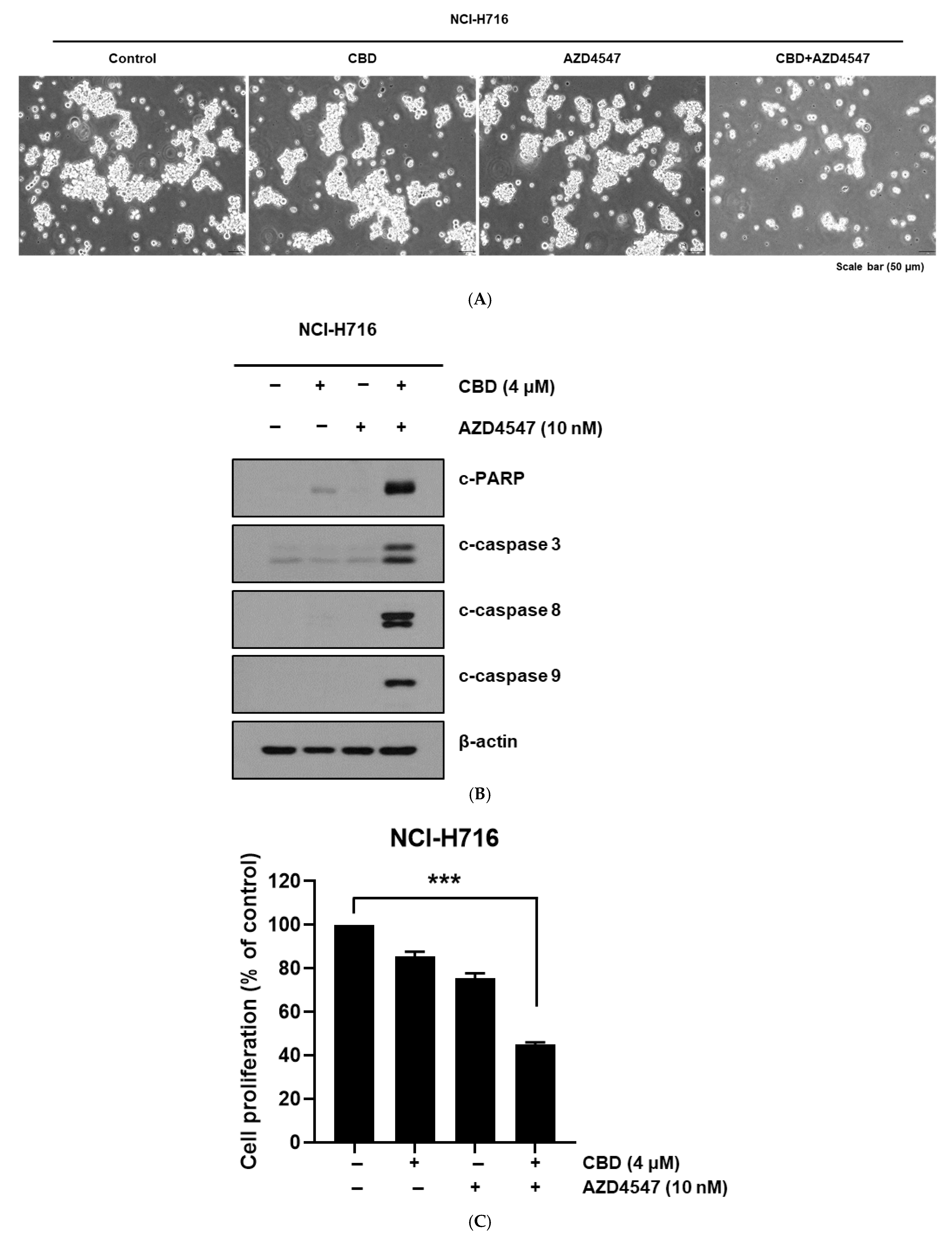 Nutrients 17 02609 g002 Nutrients 17 02609 g002