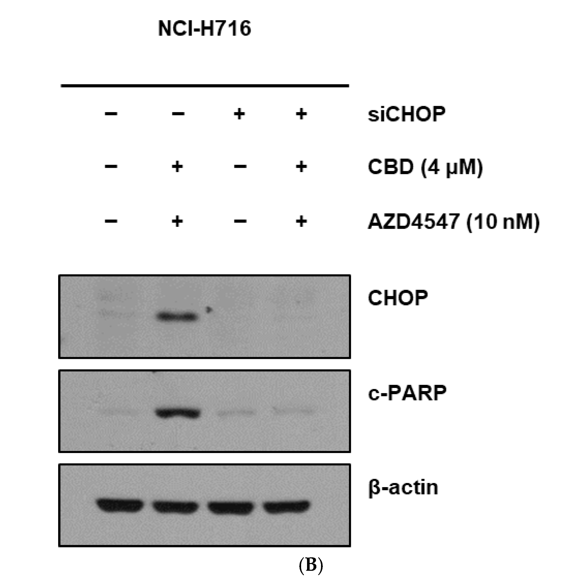 Nutrients 17 02609 g005b Nutrients 17 02609 g005b