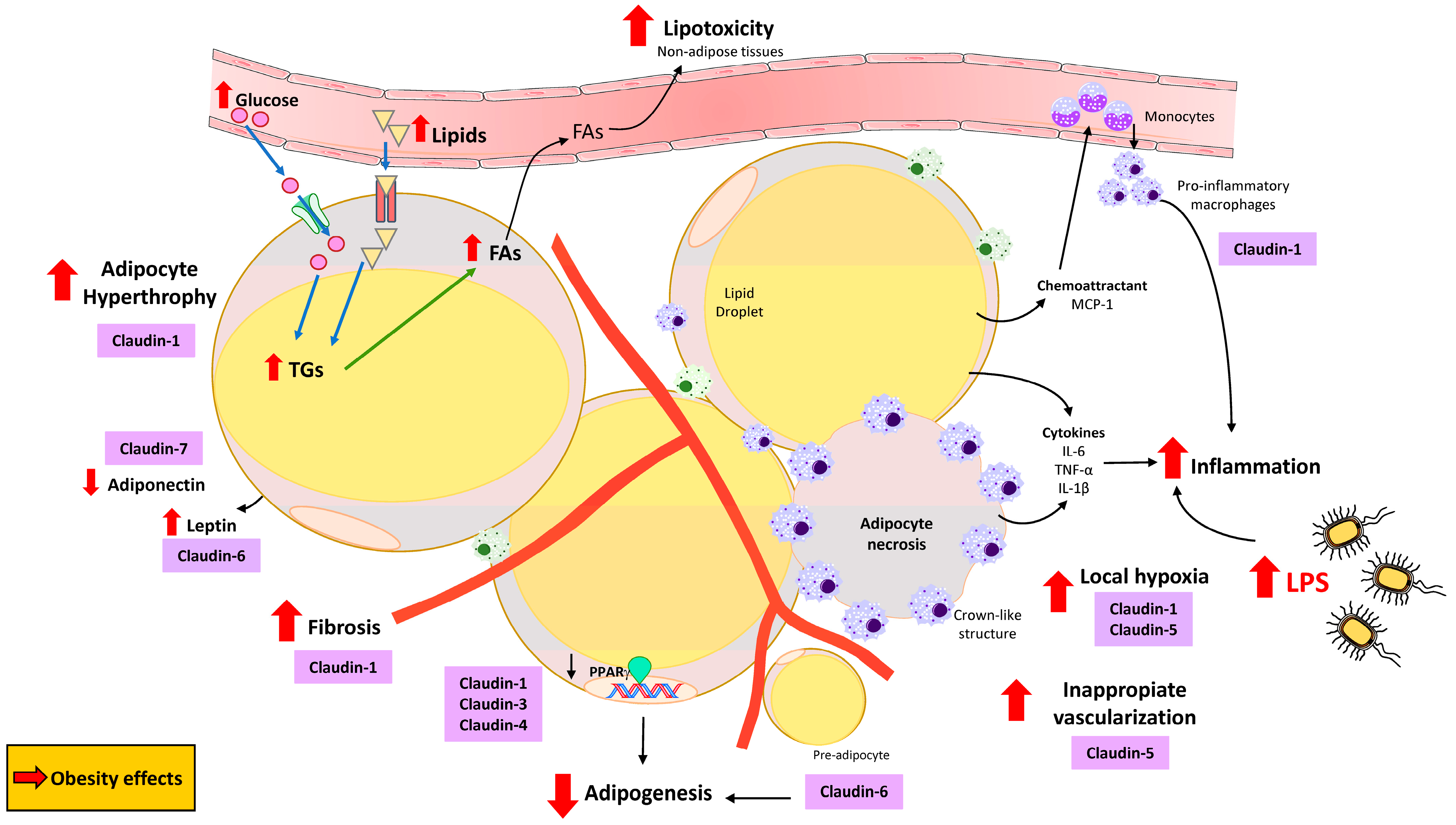 Nutrients 17 02611 g004