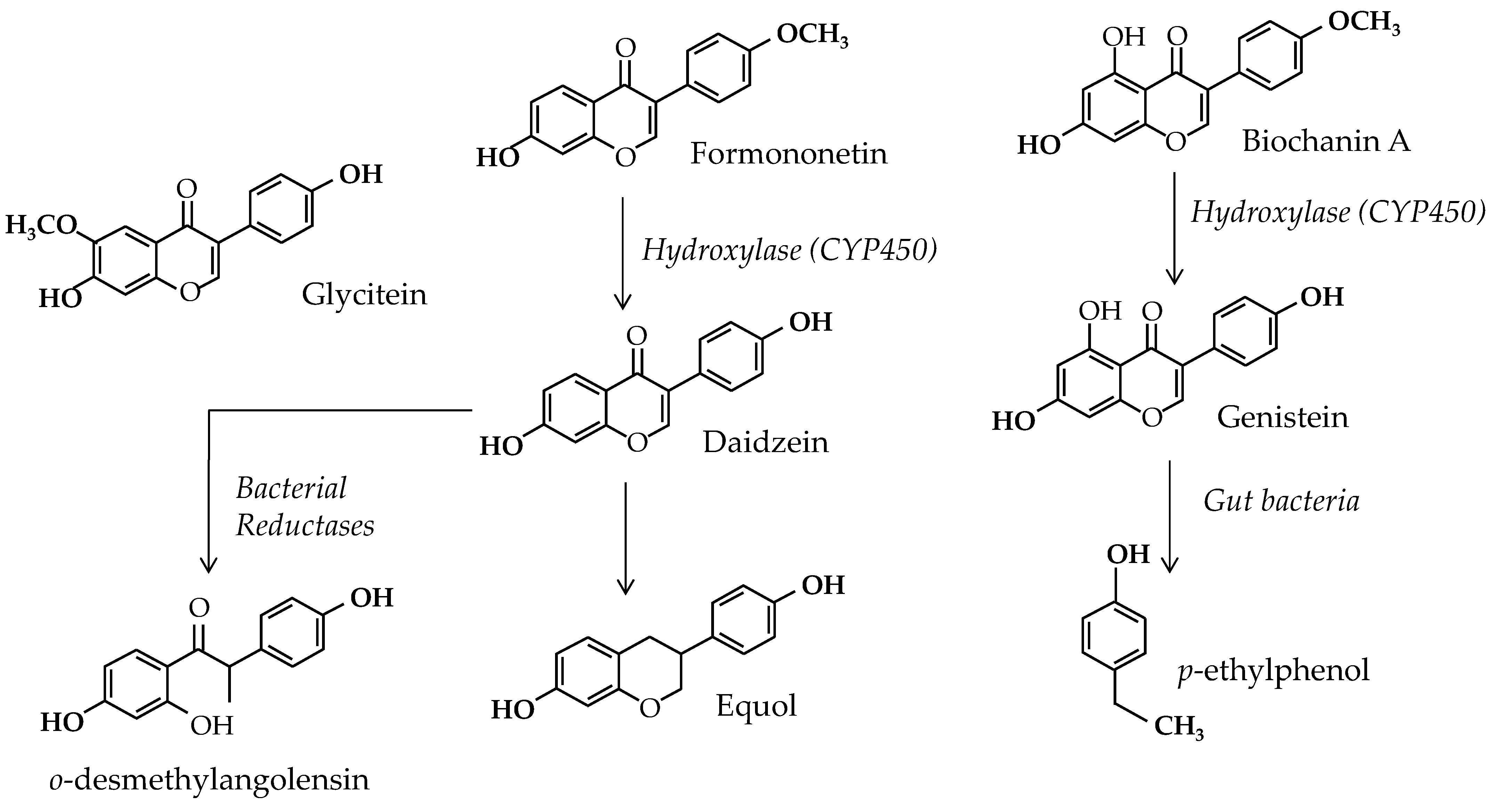 Soy and Isoflavones: Revisiting Their Potential Links to