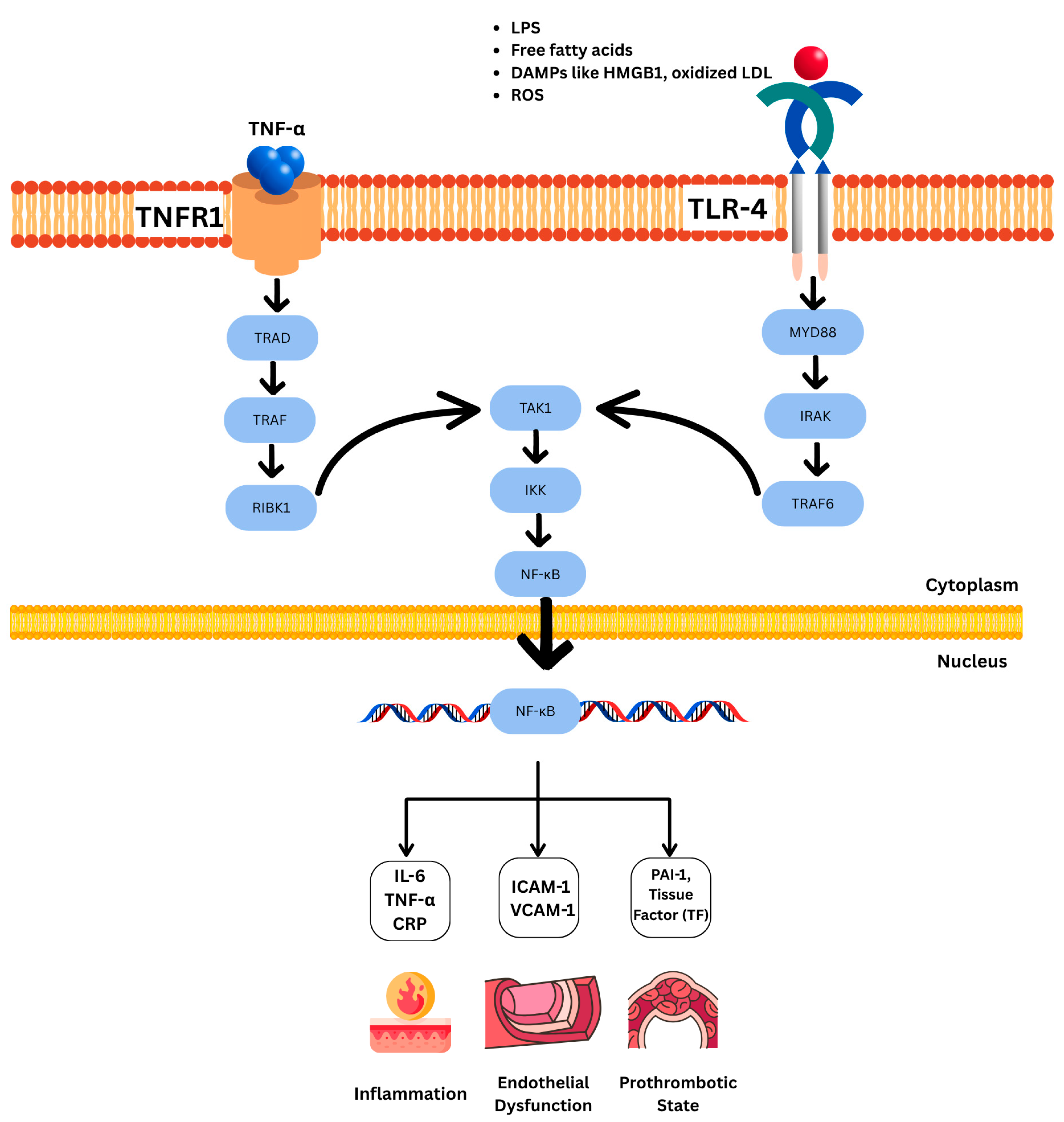 Nutrients 17 02656 g002