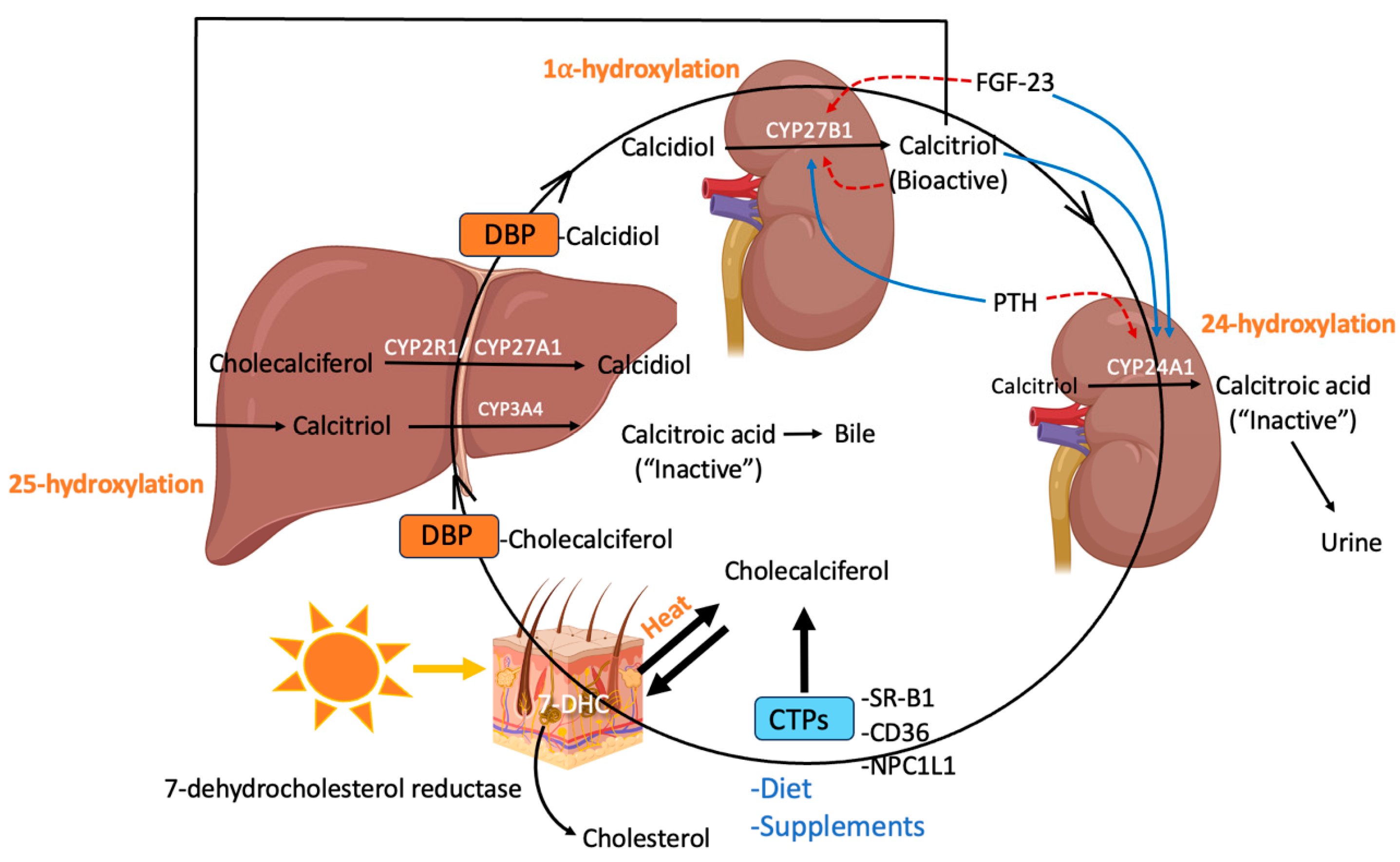 Nutrients 17 02673 g001