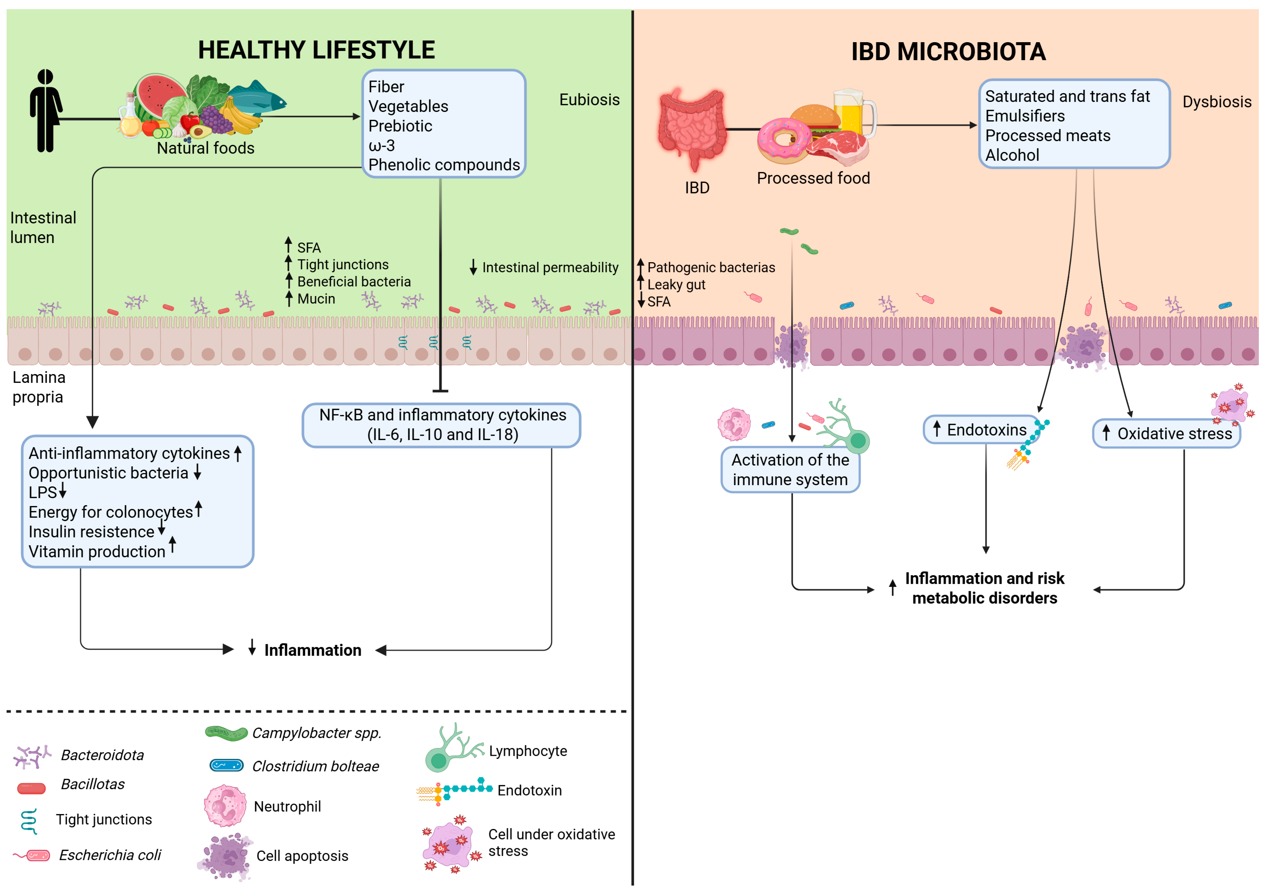 Nutrients 17 02677 g002 Nutrients 17 02677 g002
