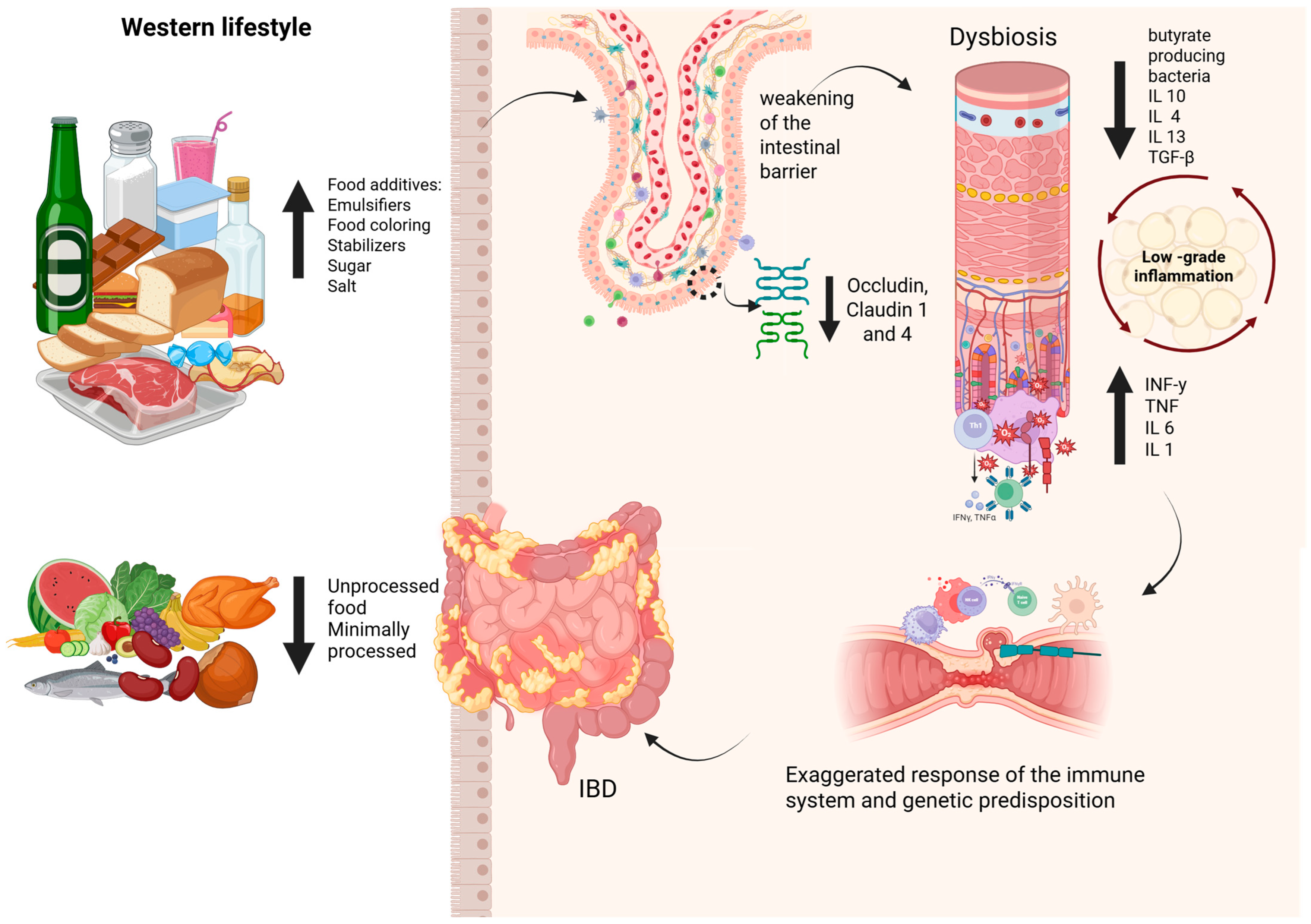 Nutrients 17 02677 g003 Nutrients 17 02677 g003