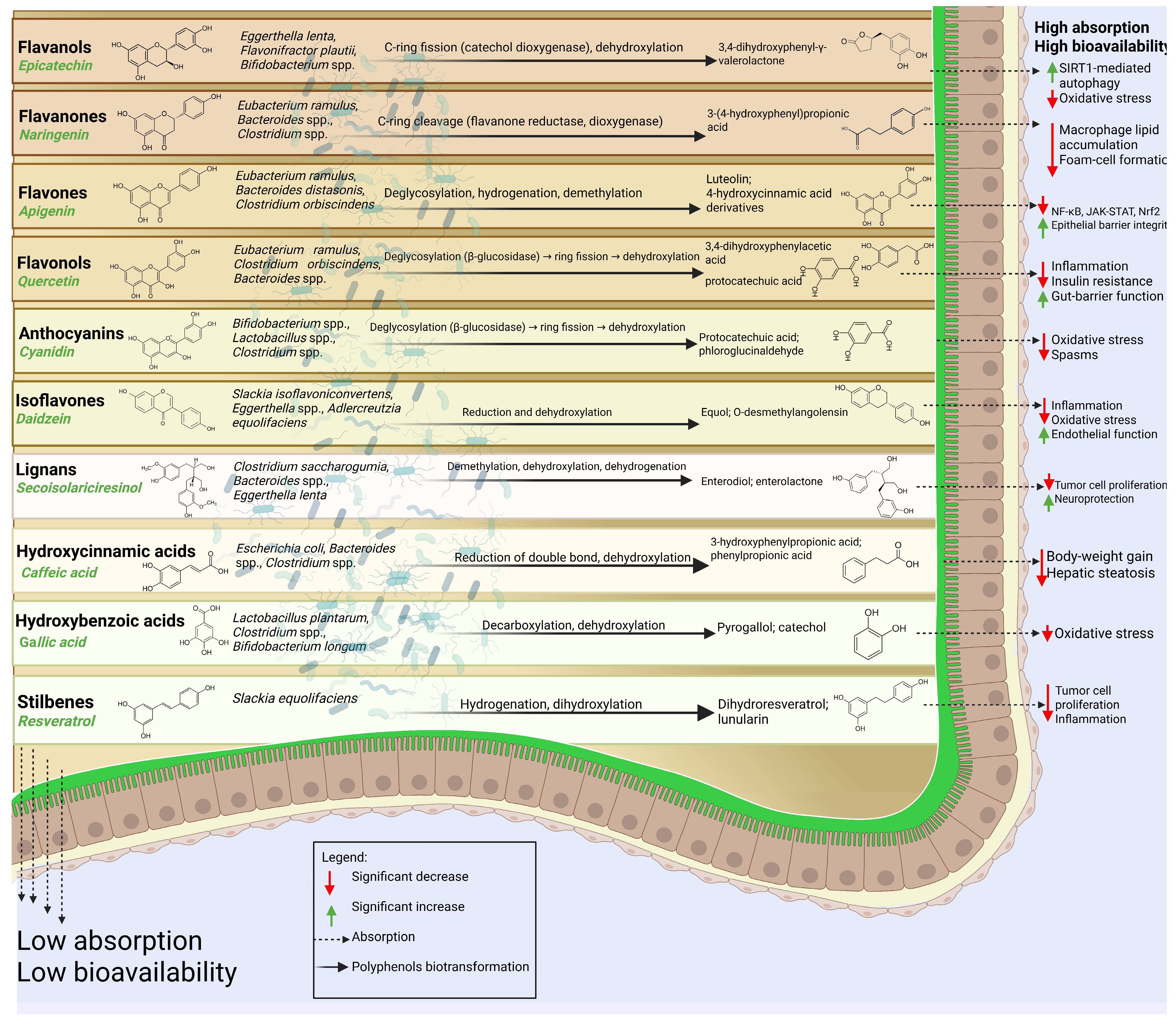 Nutrients 17 02793 g001