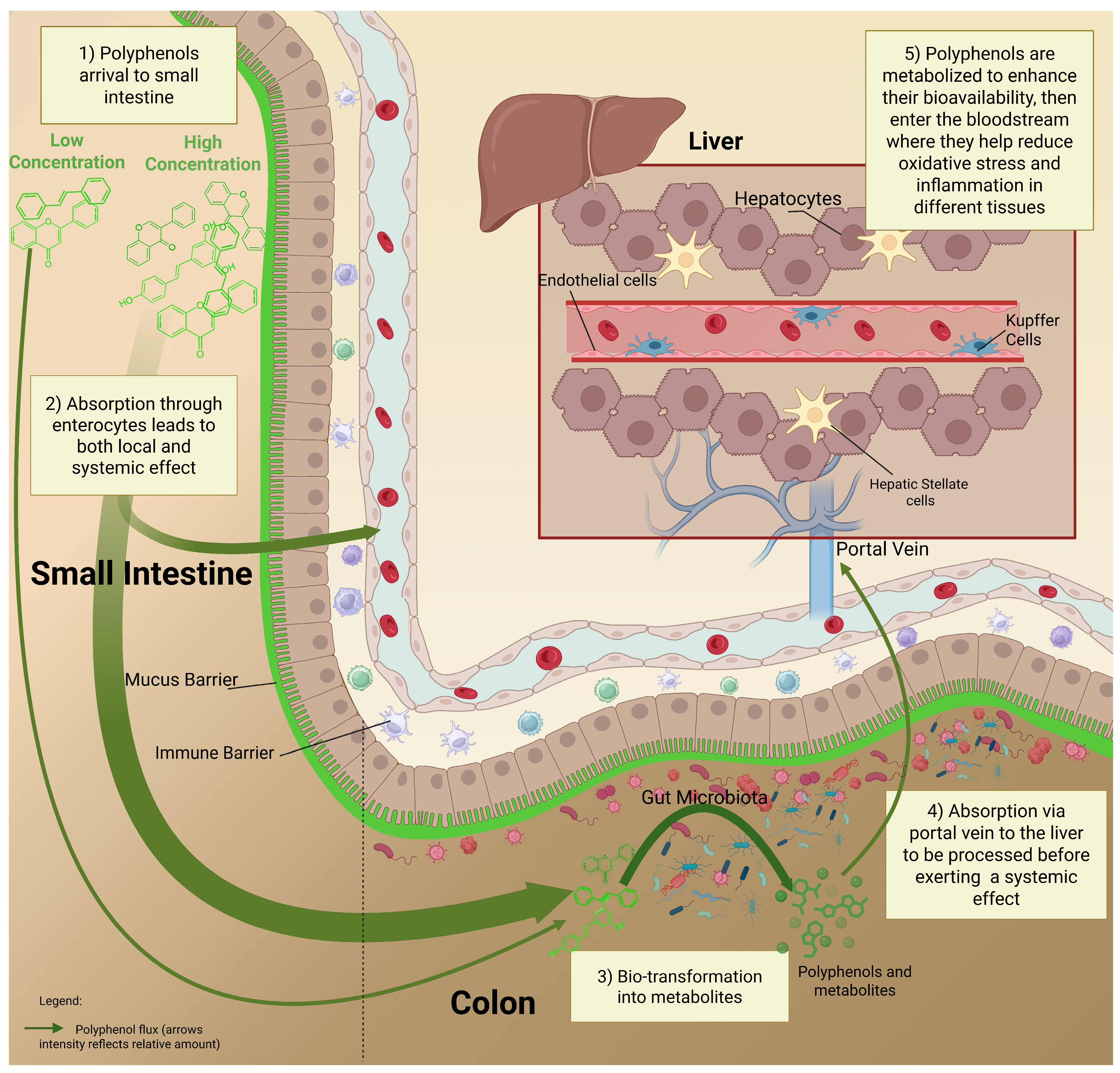 Nutrients 17 02793 g002