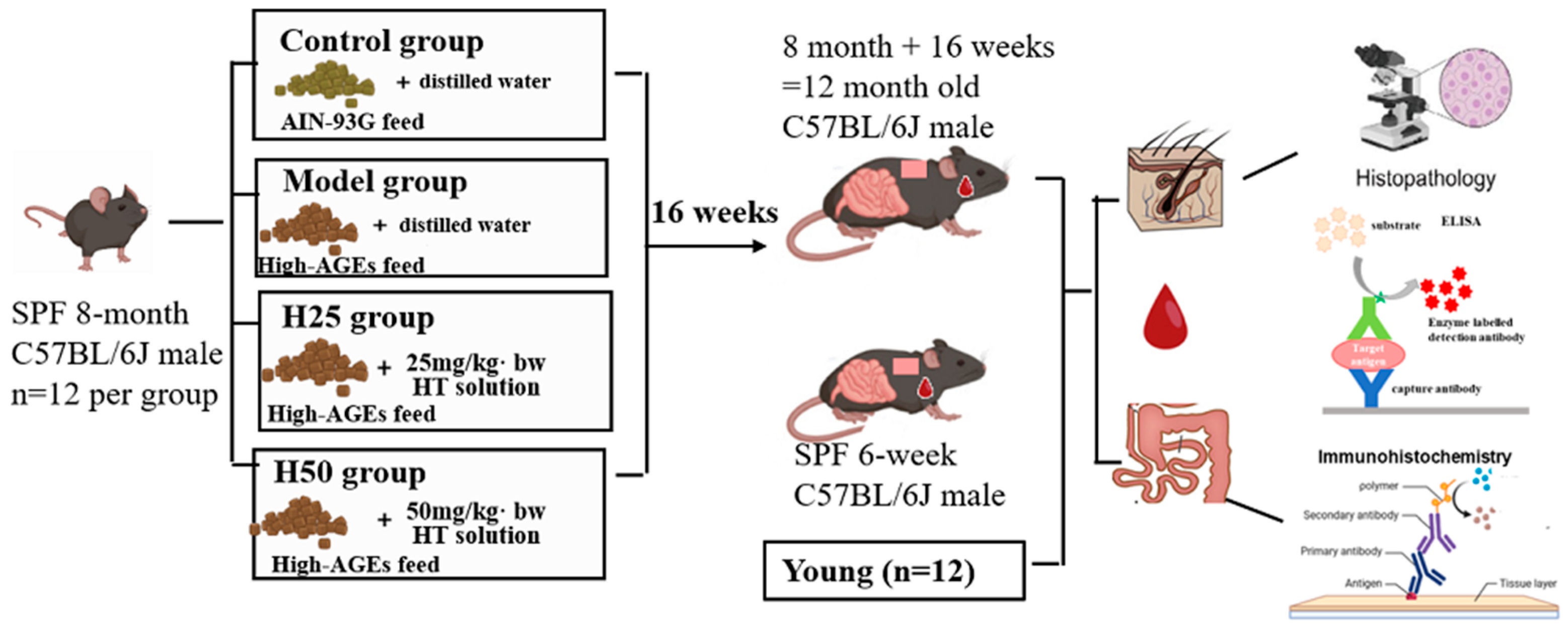 Nutrients 17 02810 g001 Nutrients 17 02810 g001