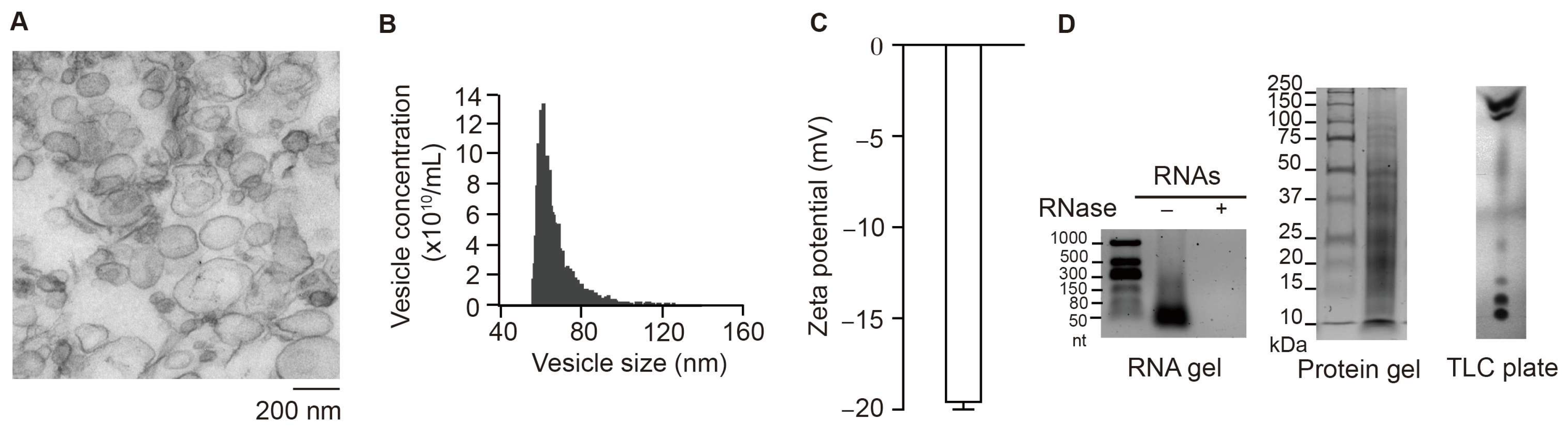 Nutrients 17 02902 g001 Nutrients 17 02902 g001