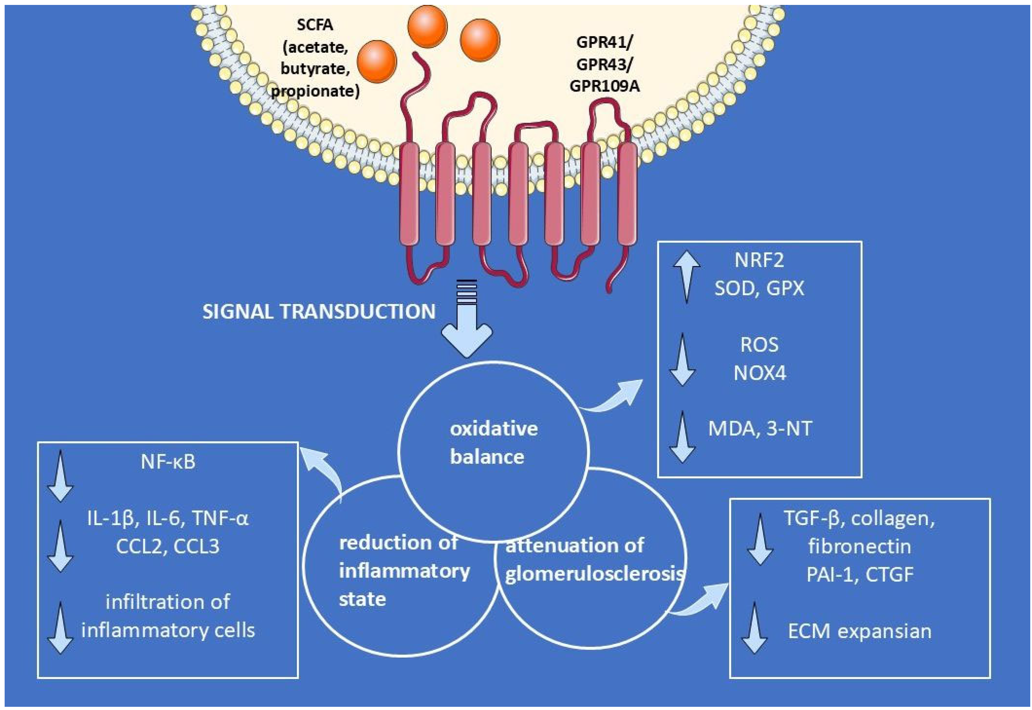 Nutrients 17 02904 g003 Nutrients 17 02904 g003