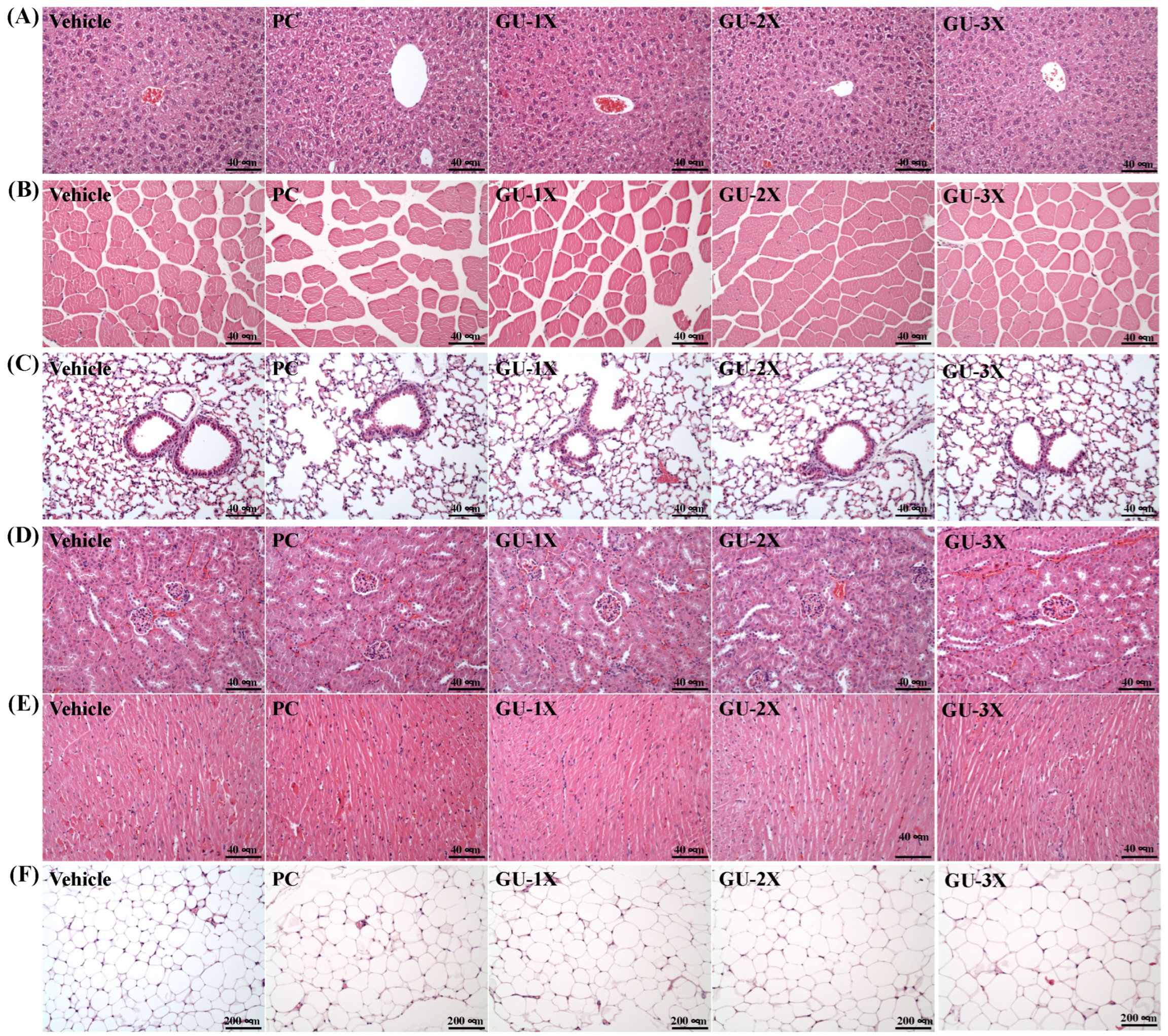 Nutrients 17 02933 g005 Nutrients 17 02933 g005