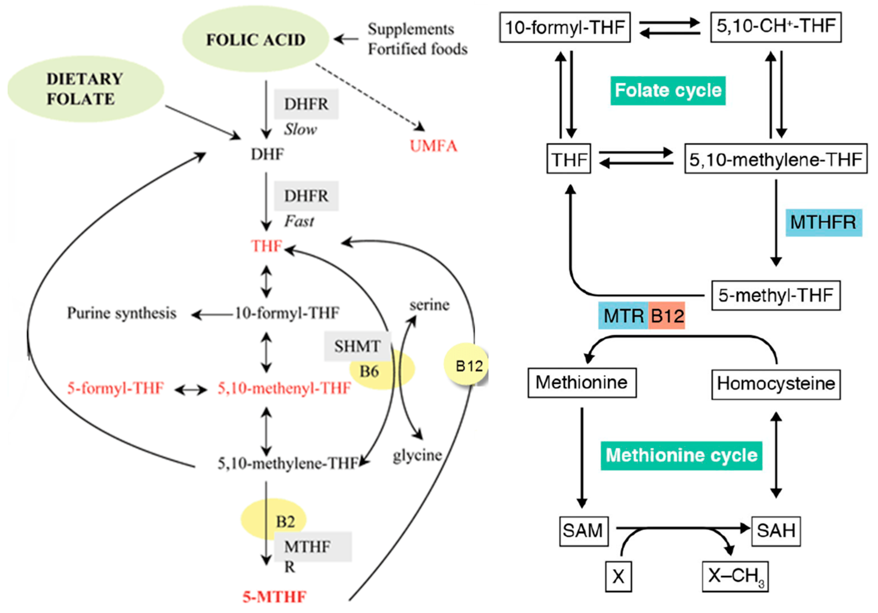Nutrients 17 02955 g001