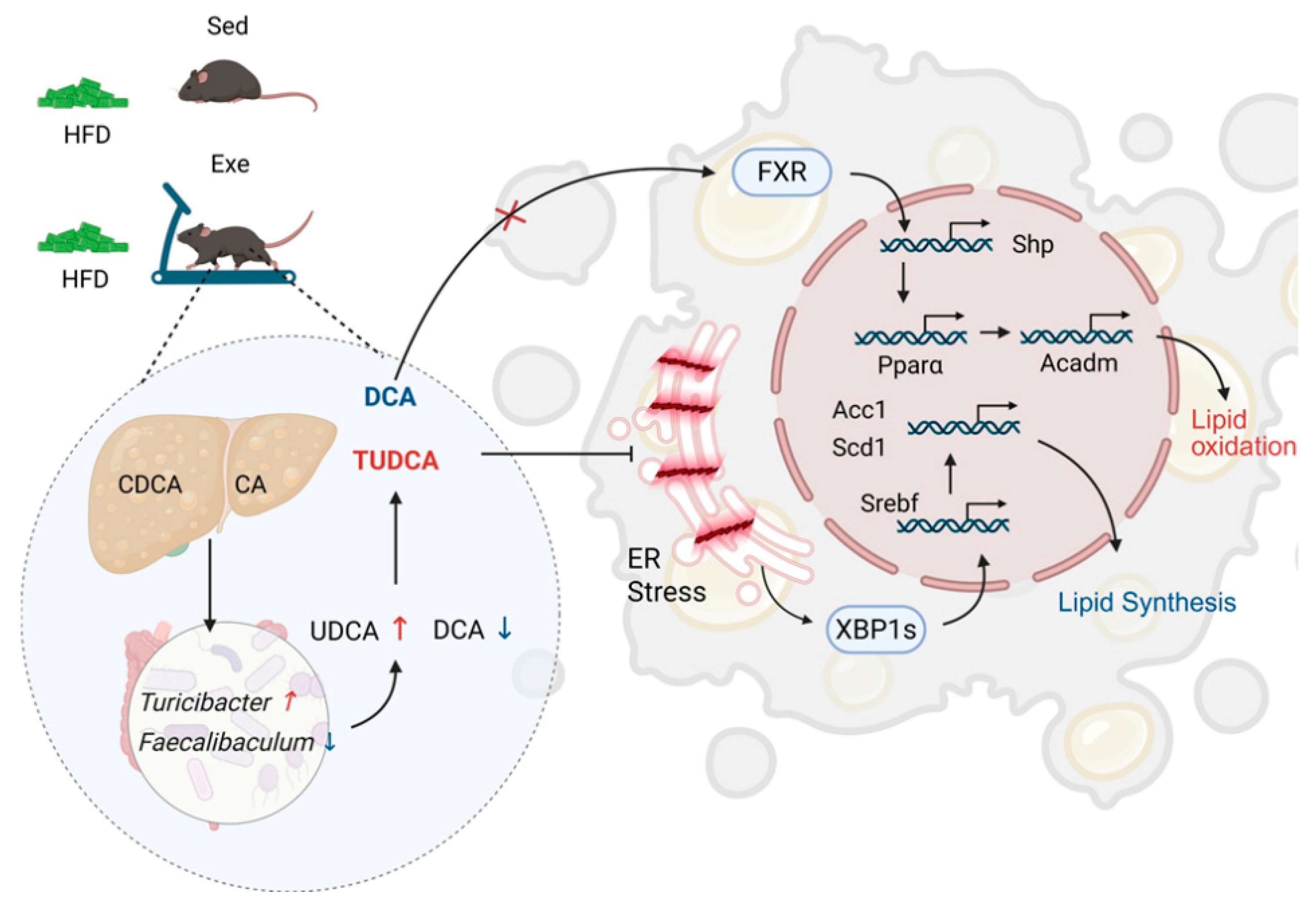 Nutrients 17 02962 g009 Nutrients 17 02962 g009