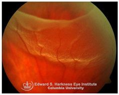 Nutrients 17 02964 i005