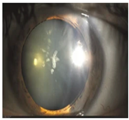 Nutrients 17 02964 i008