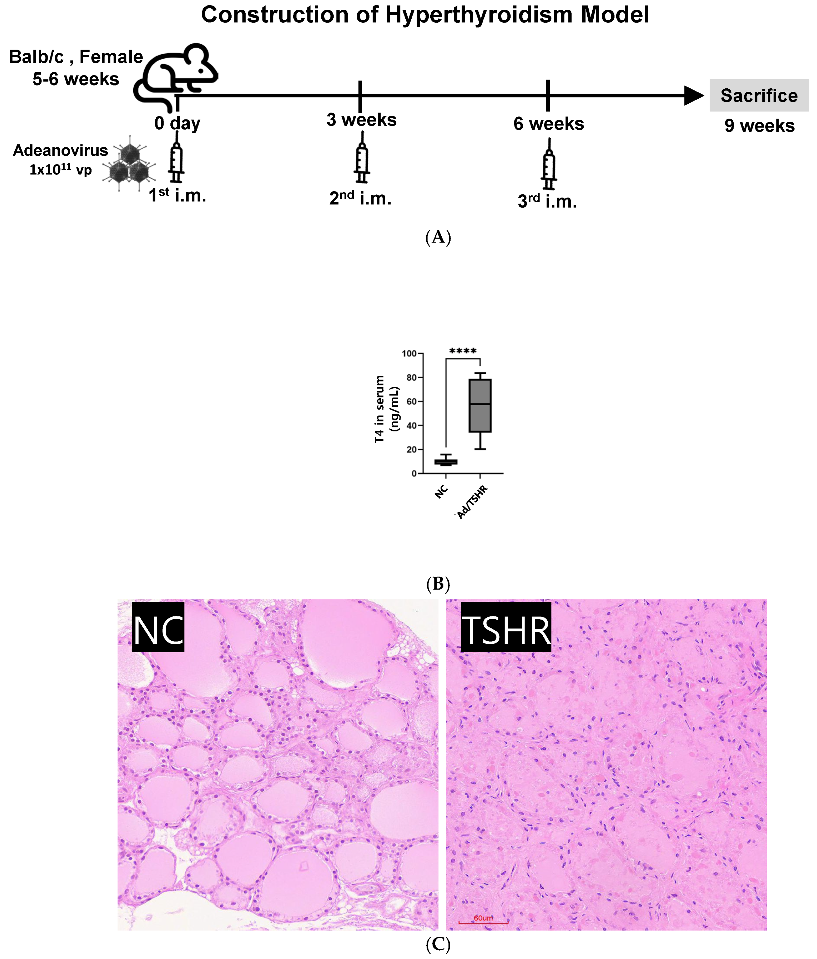Nutrients 17 02967 g001