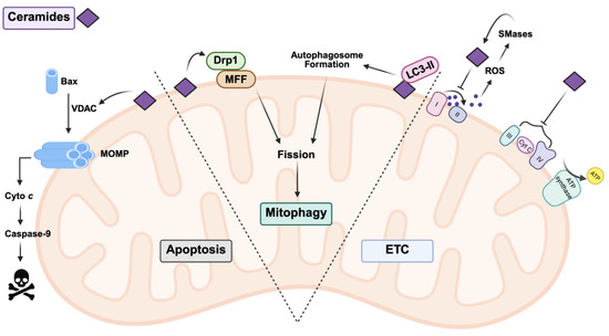 Effects of Diet and Exercise on Mitochondrial Health in Metabolic