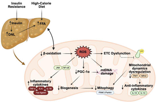 Effects of Diet and Exercise on Mitochondrial Health in Metabolic