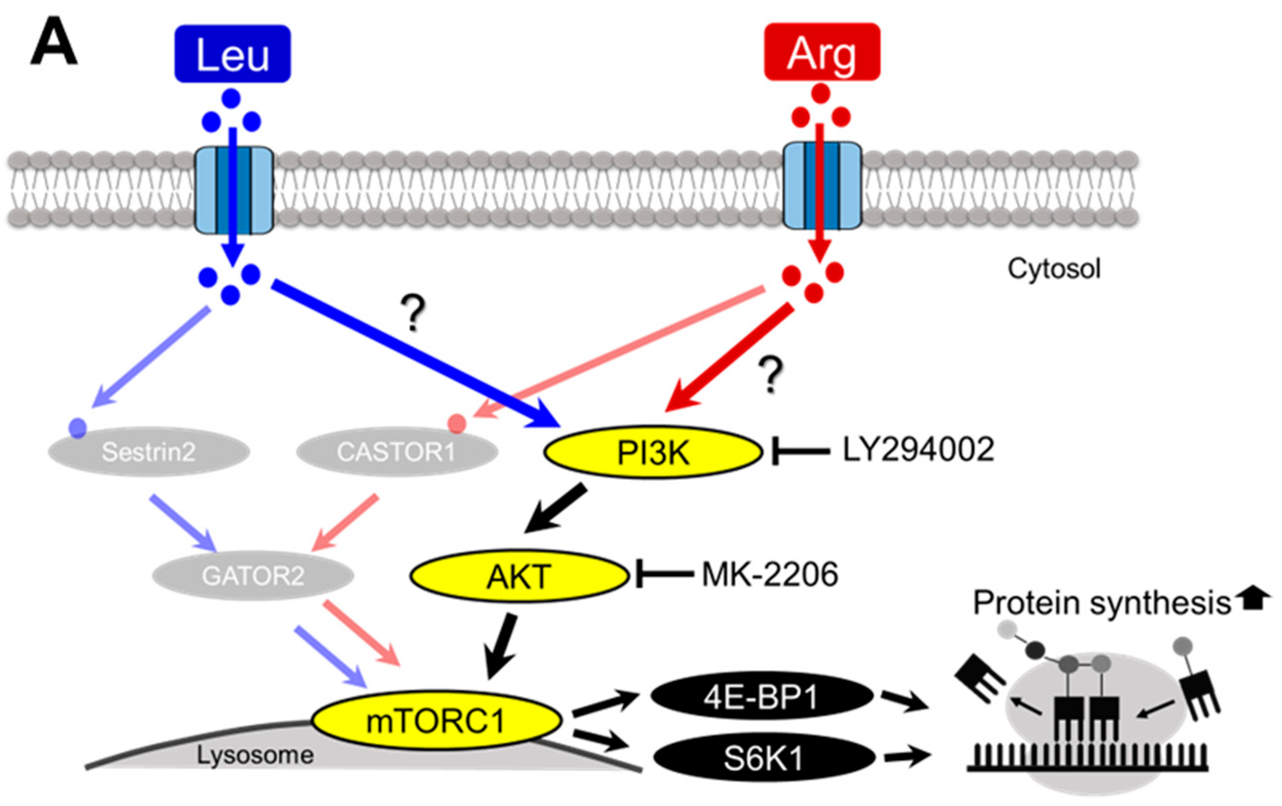 Nutrients 17 02981 g006a Nutrients 17 02981 g006a