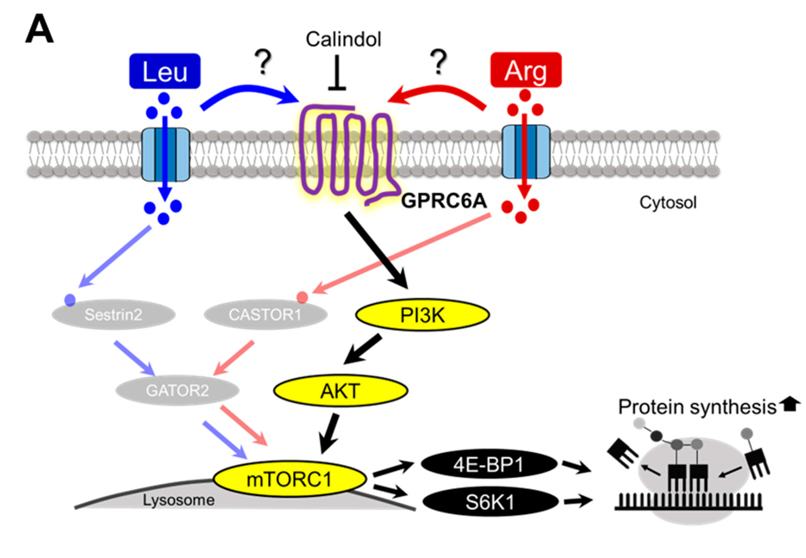 Nutrients 17 02981 g008a Nutrients 17 02981 g008a